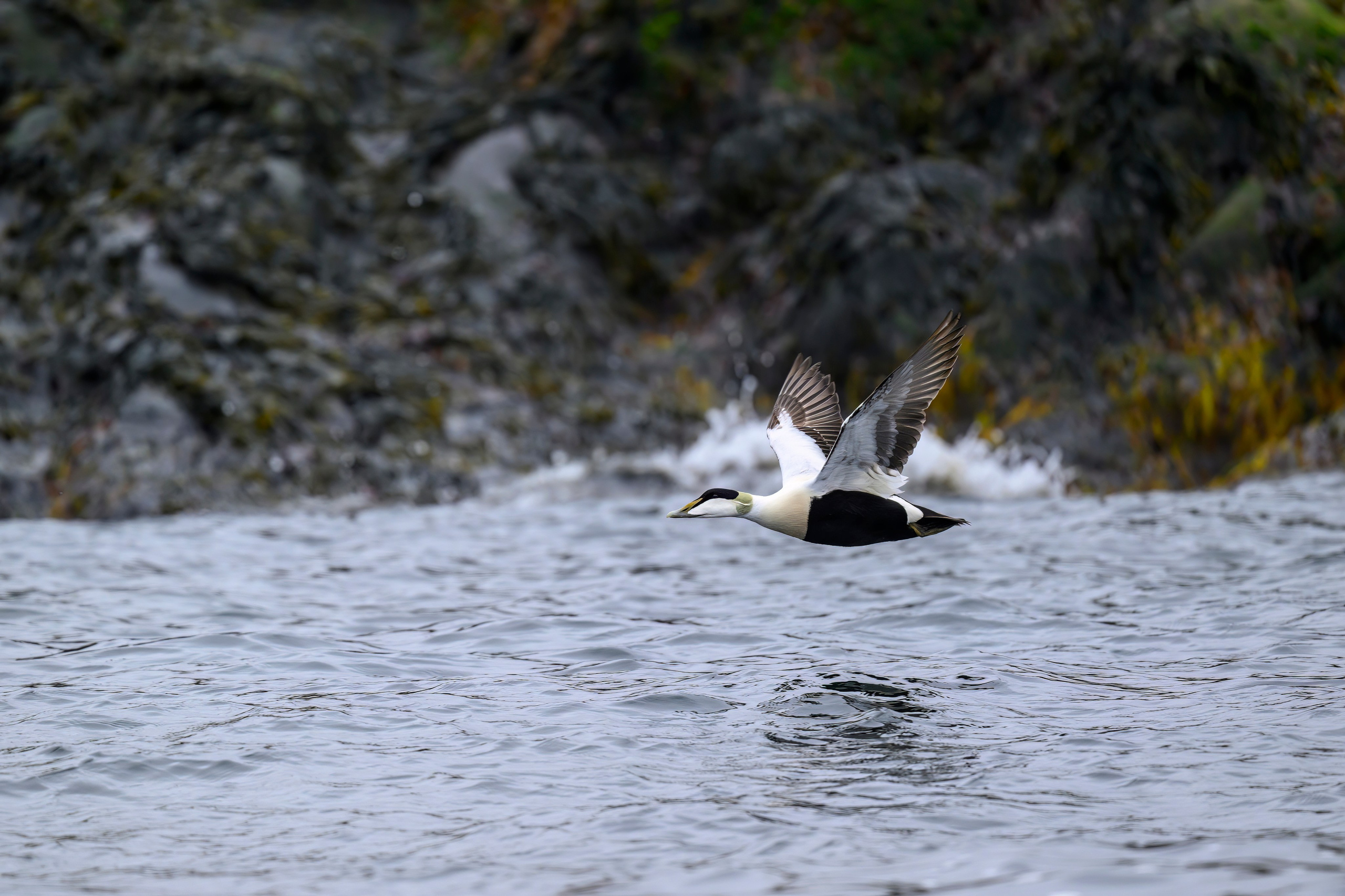 Мурманская область. Июнь 2024. Фотограф Сергей Пупонин