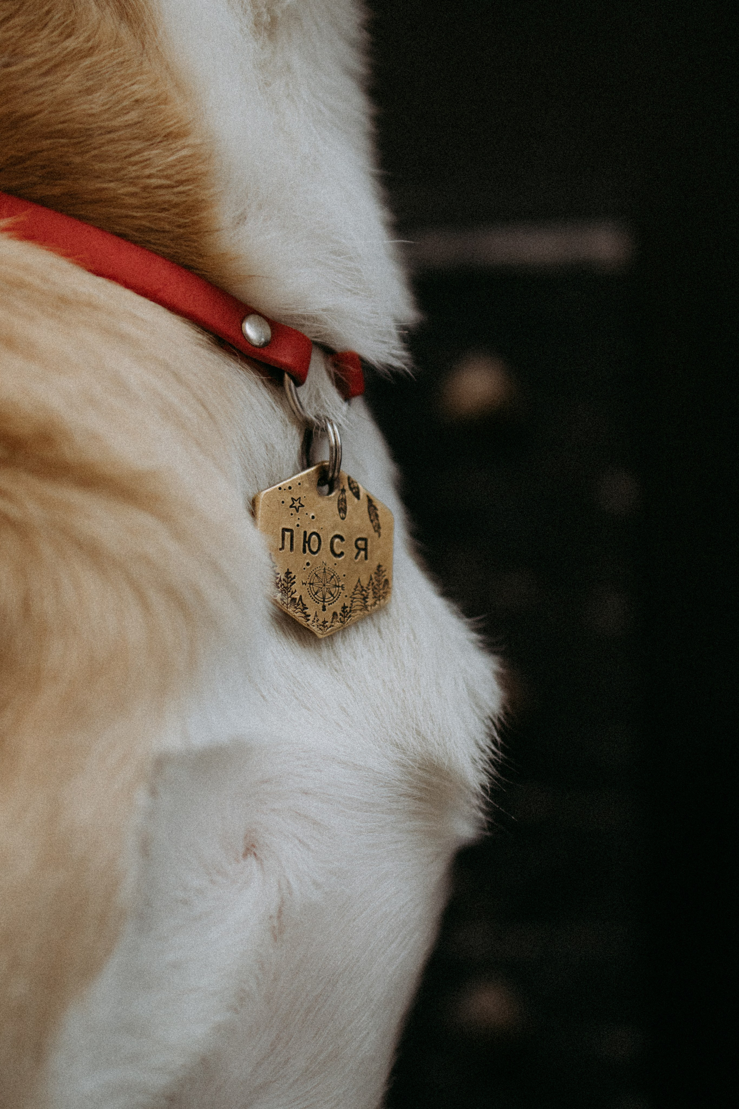 Саша, Ксюша и их банда. Фотораф — анималист Мария Шистка