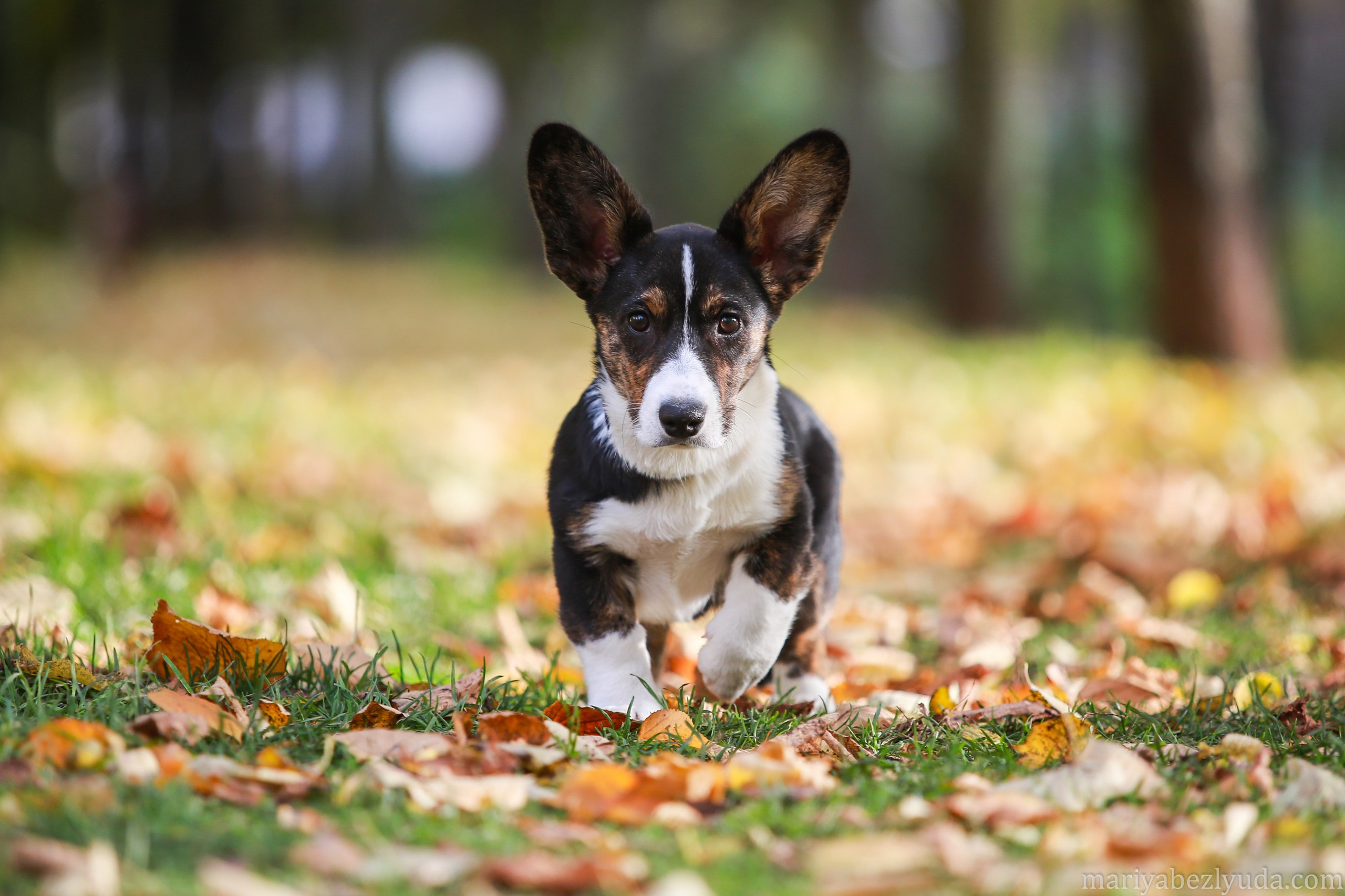 Щенки. Семейный и детский фотограф в Москве Мария Быкова