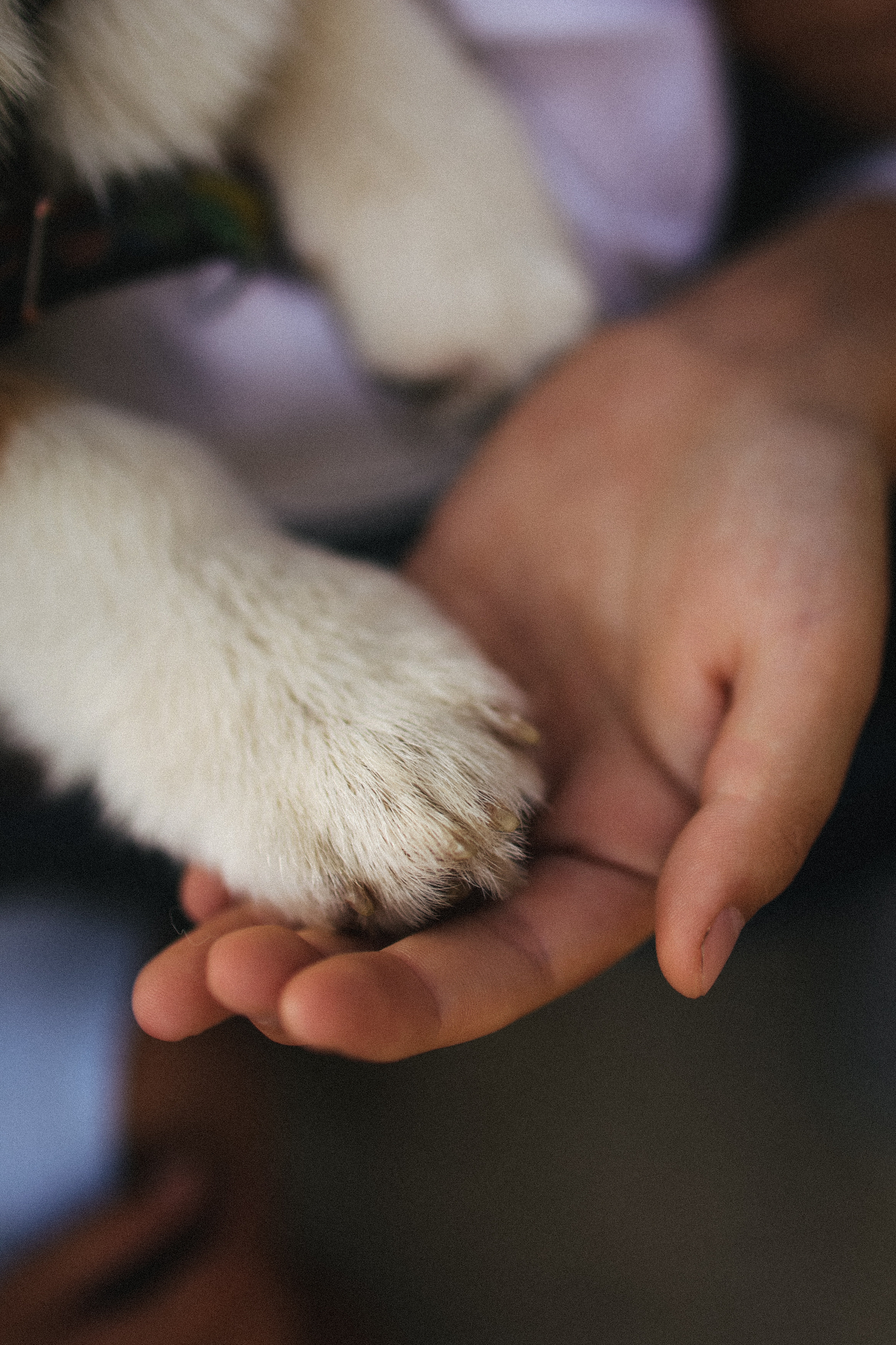 Летняя фотосессия фотосессия с собакой корги мама и дети. Фотограф Владимир Москва