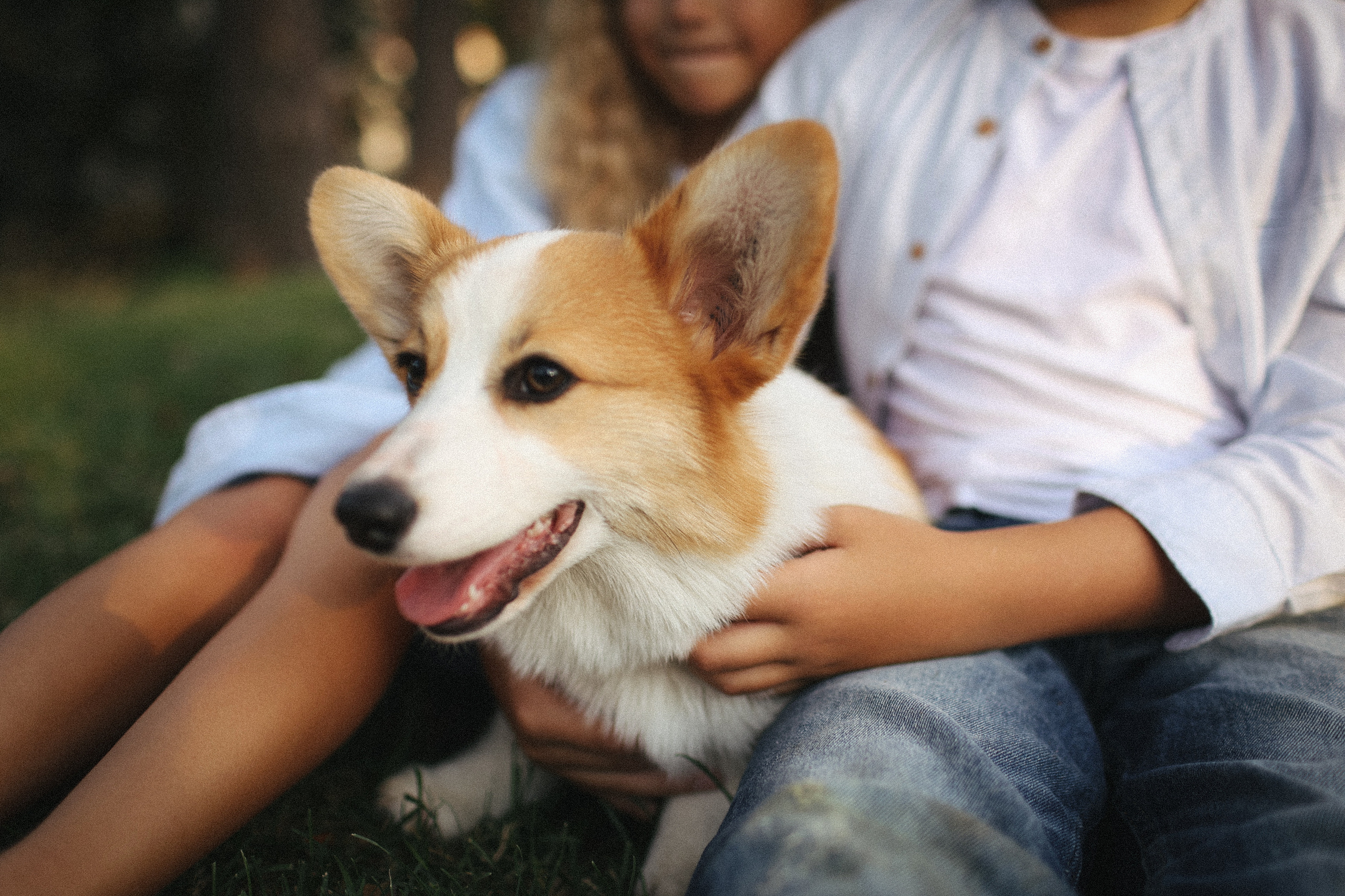 Летняя фотосессия фотосессия с собакой корги мама и дети. Фотограф Владимир Москва