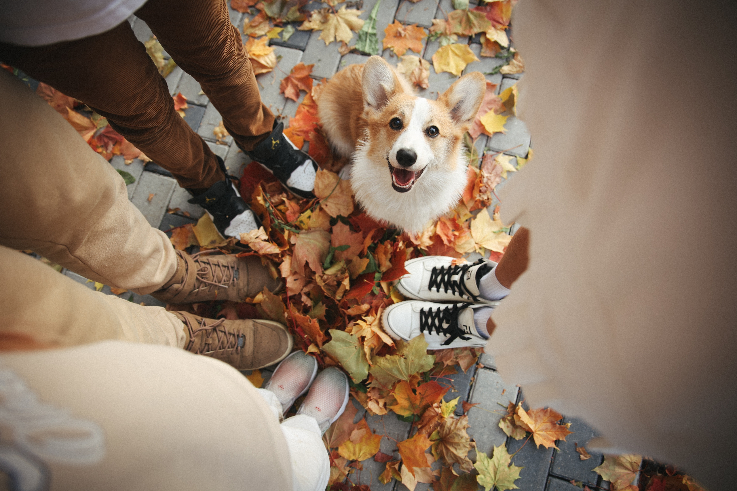 Осенняя фотосессия фото с листьями. Фотограф Владимир Москва
