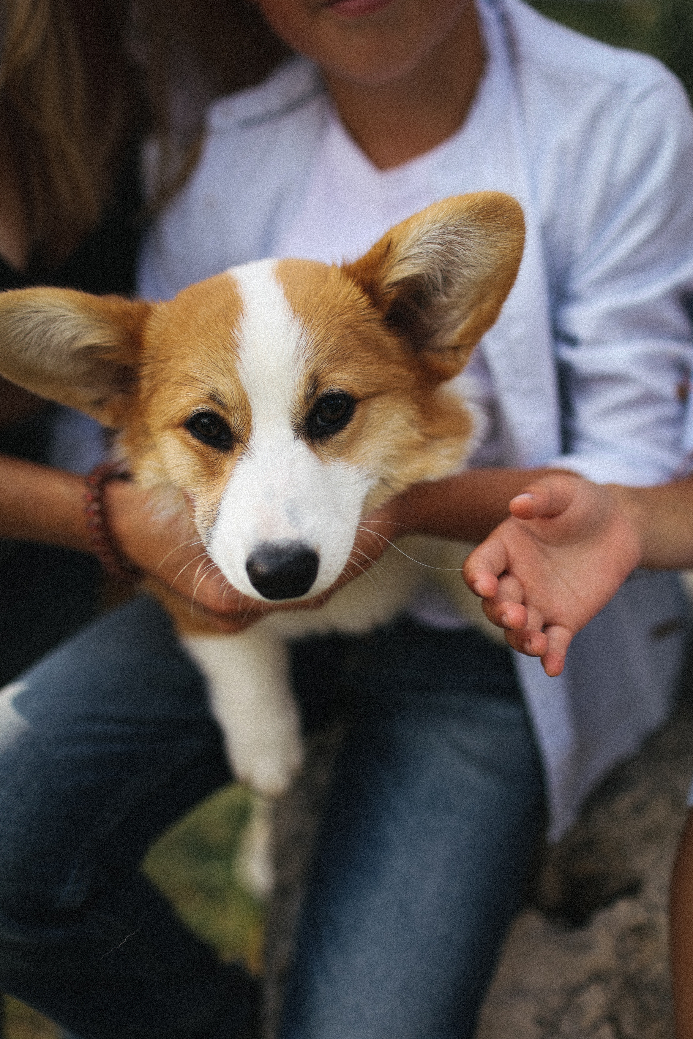 Летняя фотосессия фотосессия с собакой корги мама и дети. Фотограф Владимир Москва