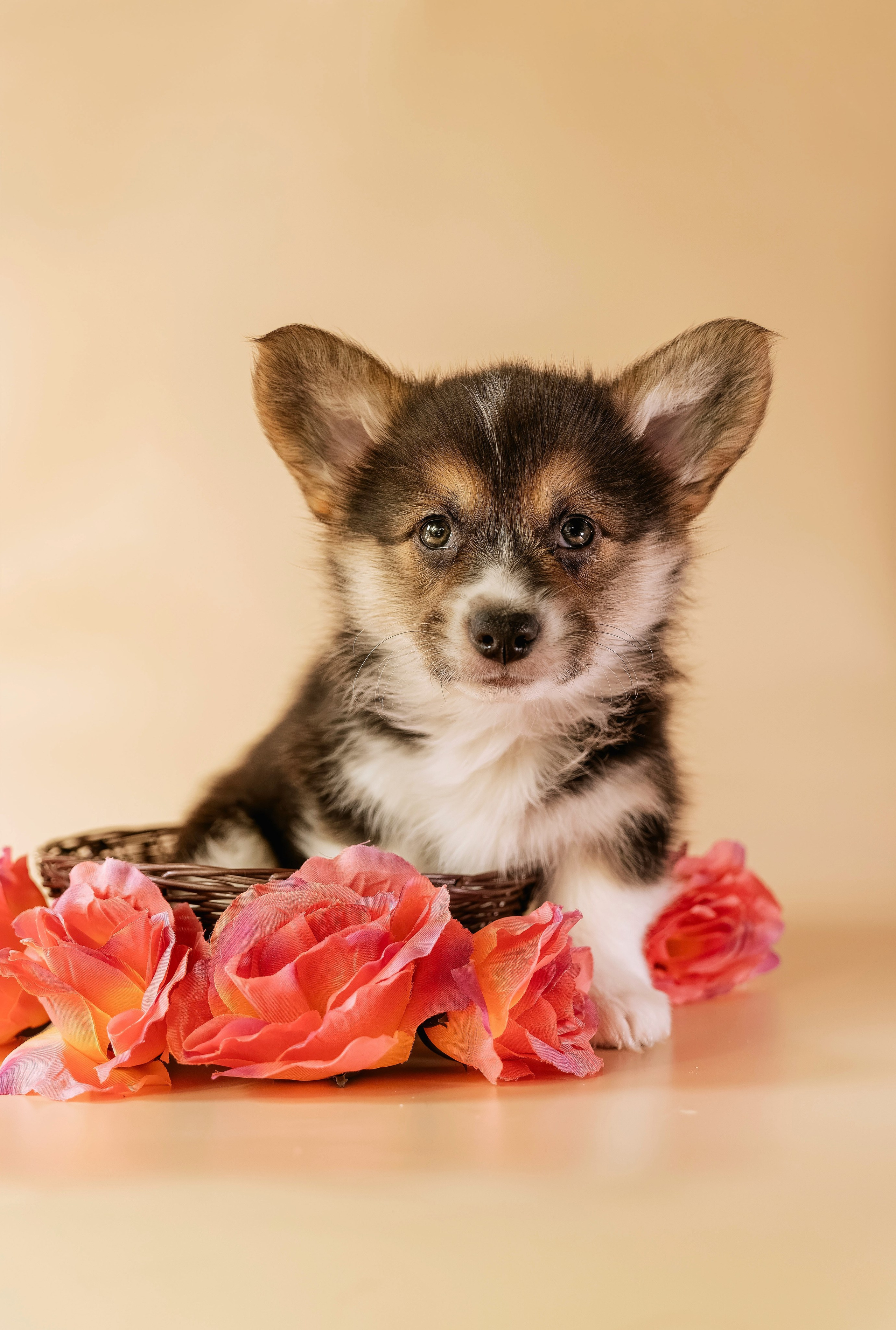 Щенки. Семейный фотограф анималист г. Находка