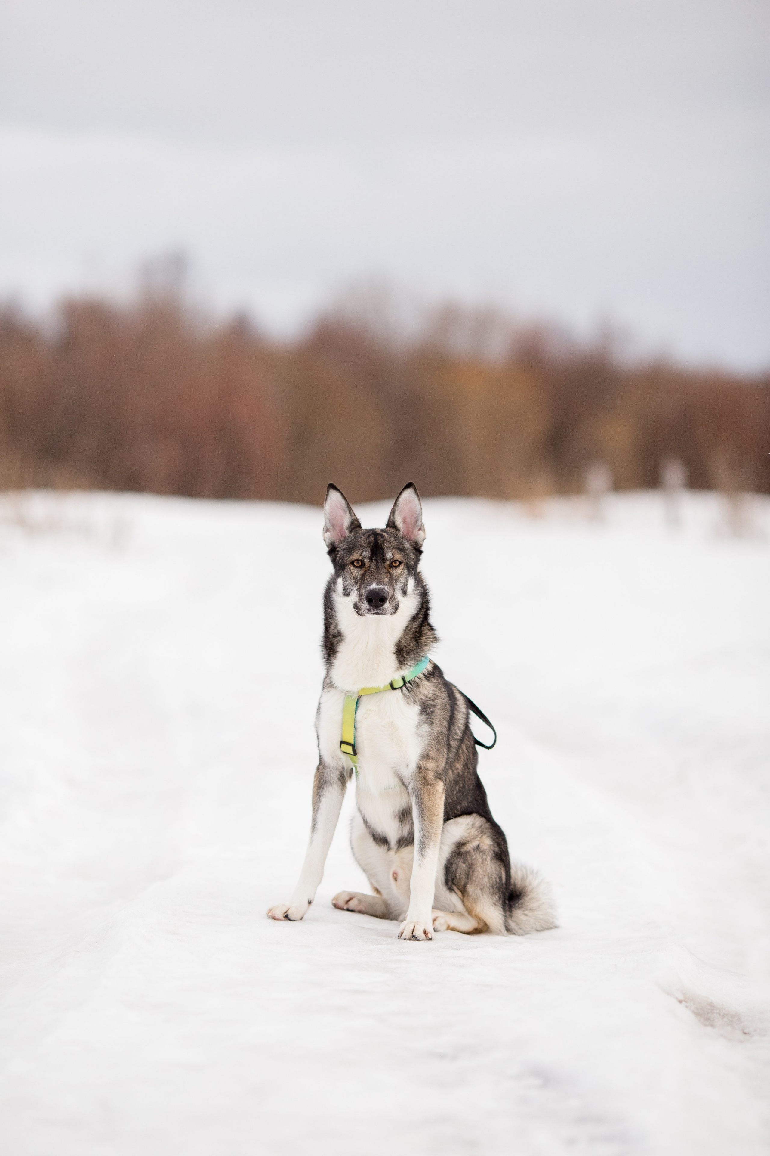 Фотосессия с собакой в Архангельске