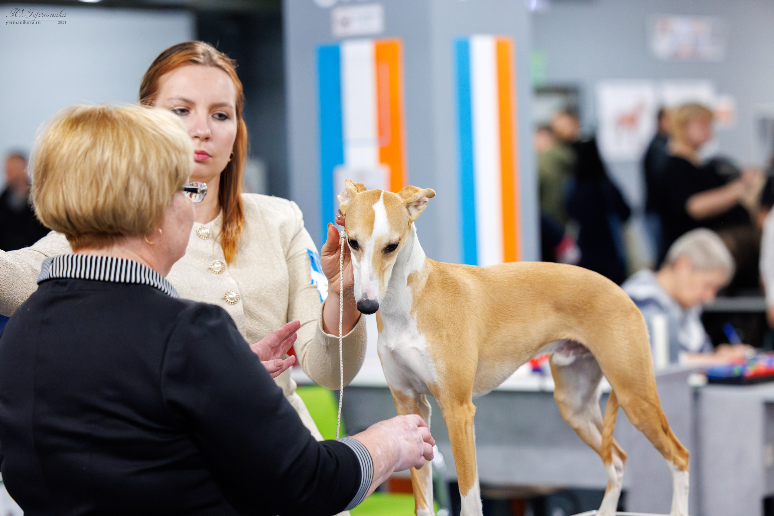 Сфера и Крокус 8,9,16 и 30.03.2025. Фотограф-анималист Юлия Германика