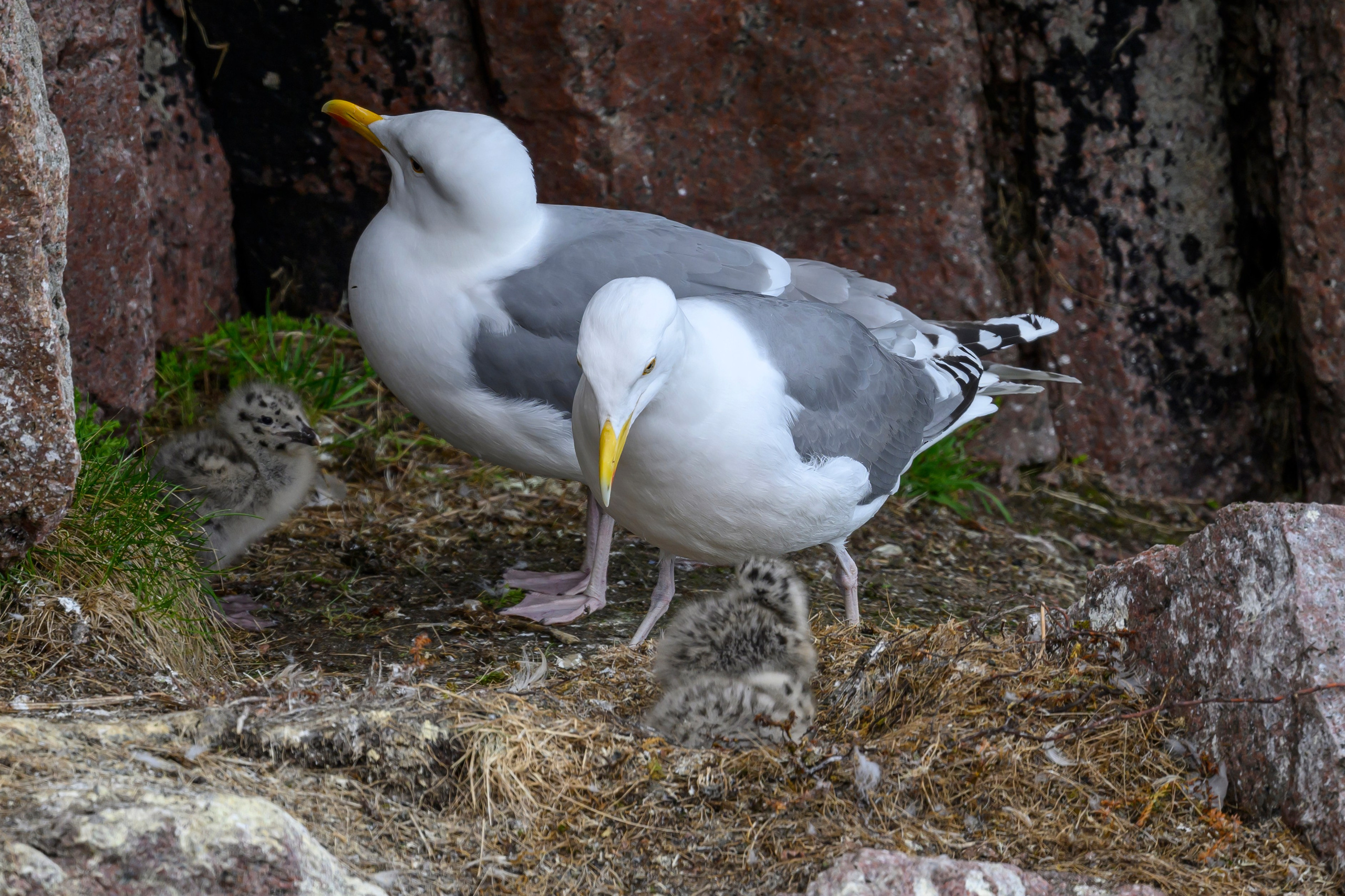 Мурманская область. Июнь 2024. Фотограф Сергей Пупонин