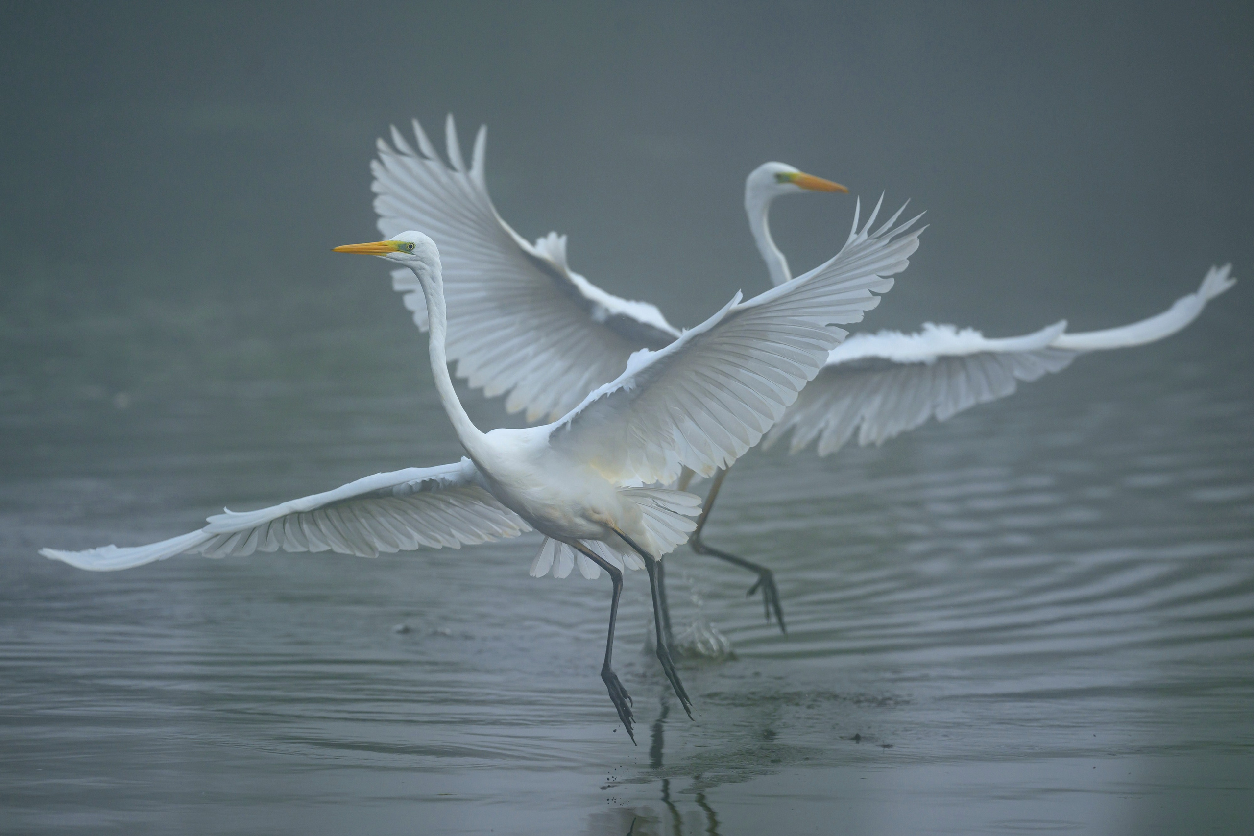 Цапли. Wildlife photography by Sergey Puponin