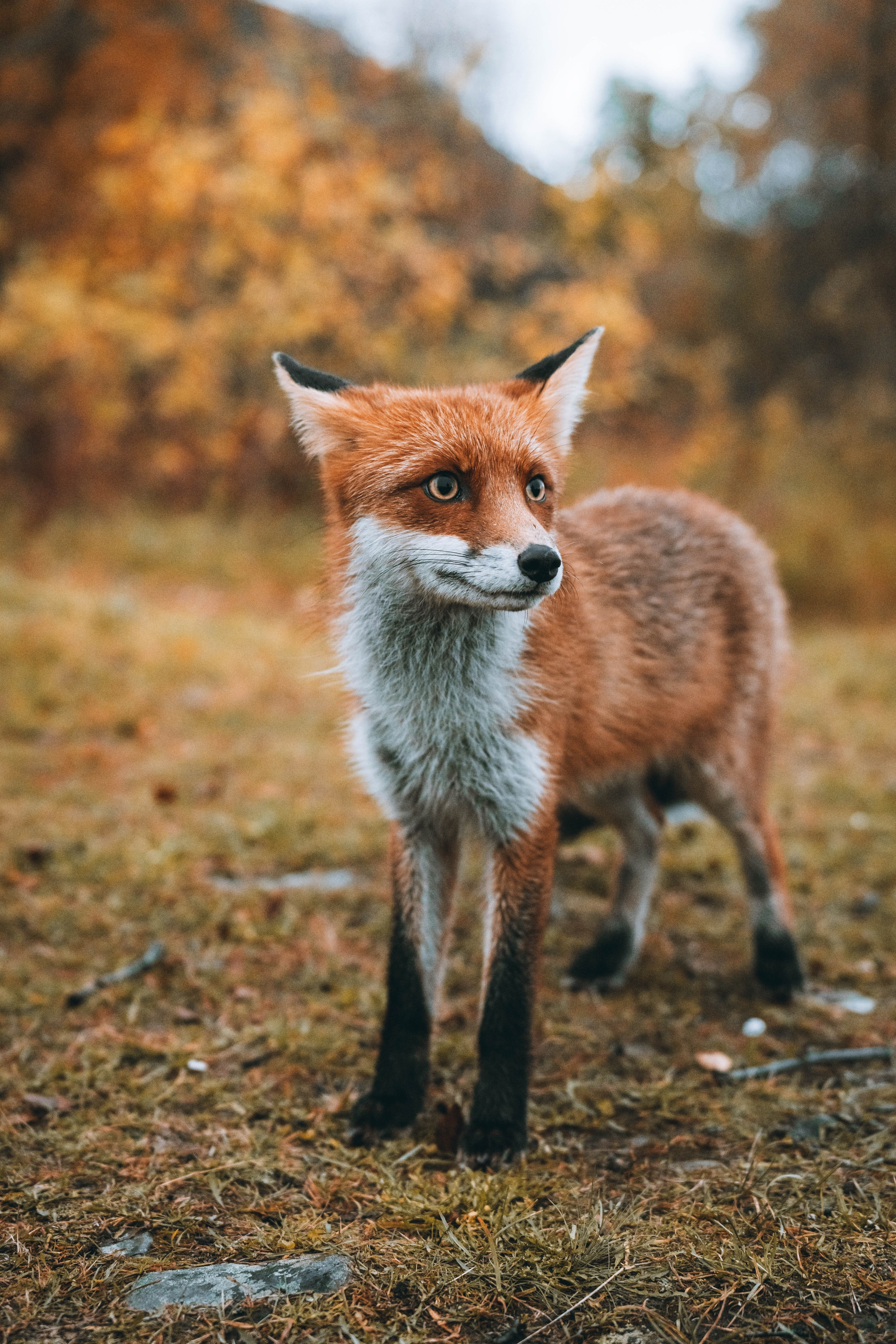 СЕВЕР. Event фотограф Степанова Александра