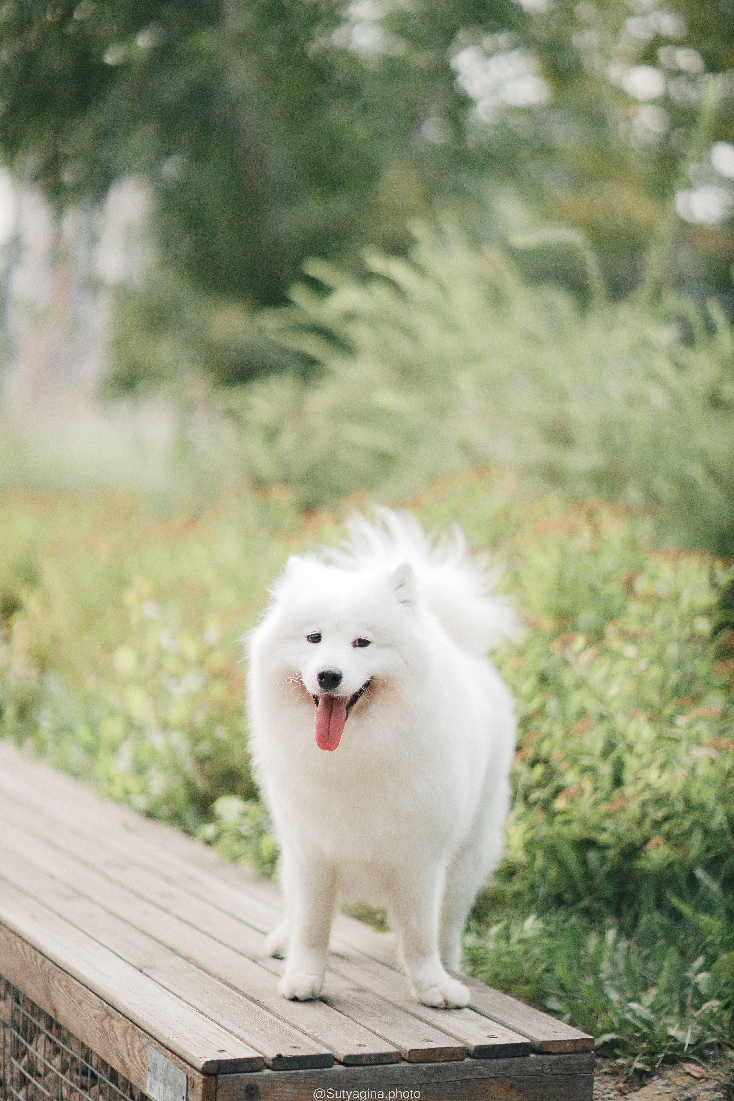 Самоед Рея. Свадебный и женский фотограф