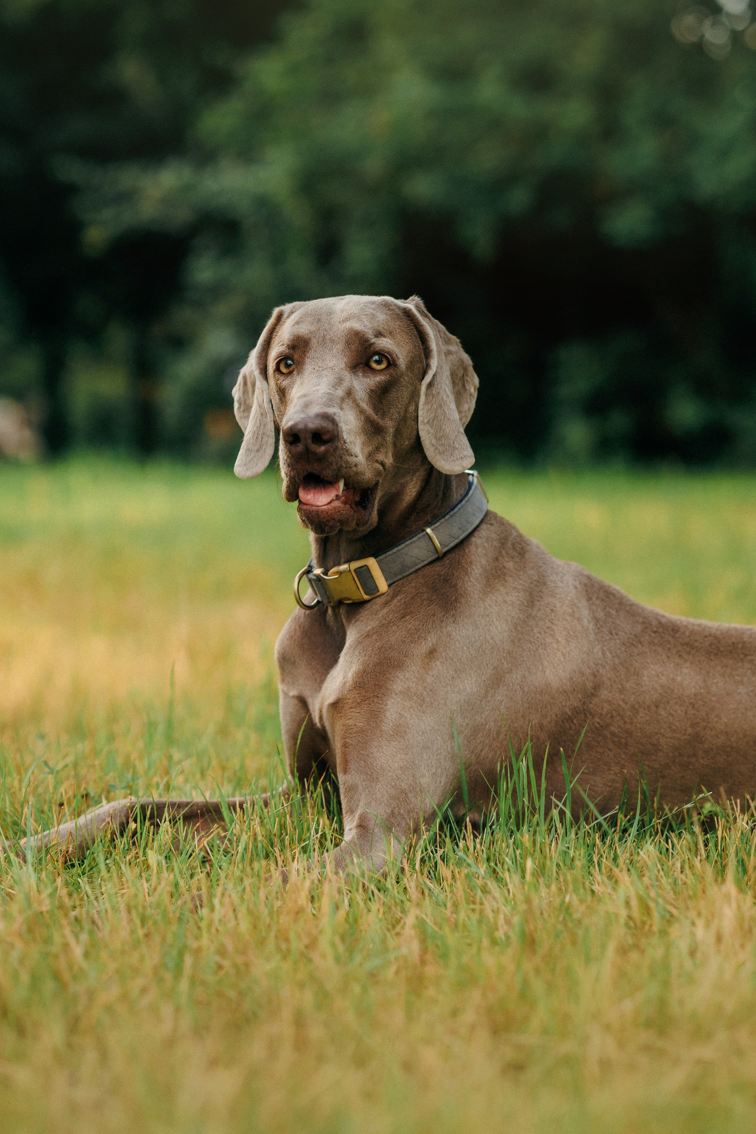 Соня и Майли. Фотограф-анималист Елена Радченко, Москва