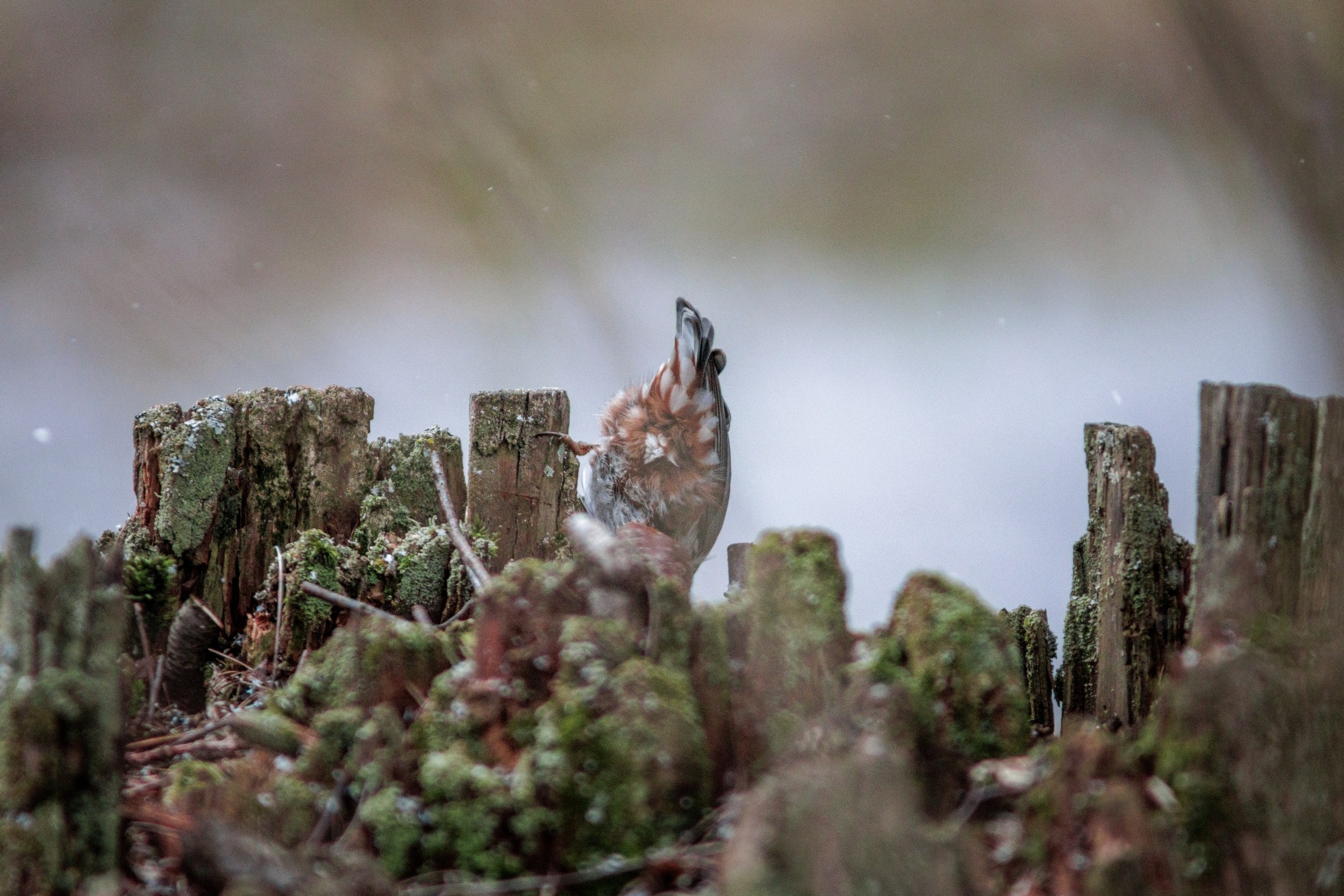 Поползень. Фотограф дикой природы Роман Исаенков