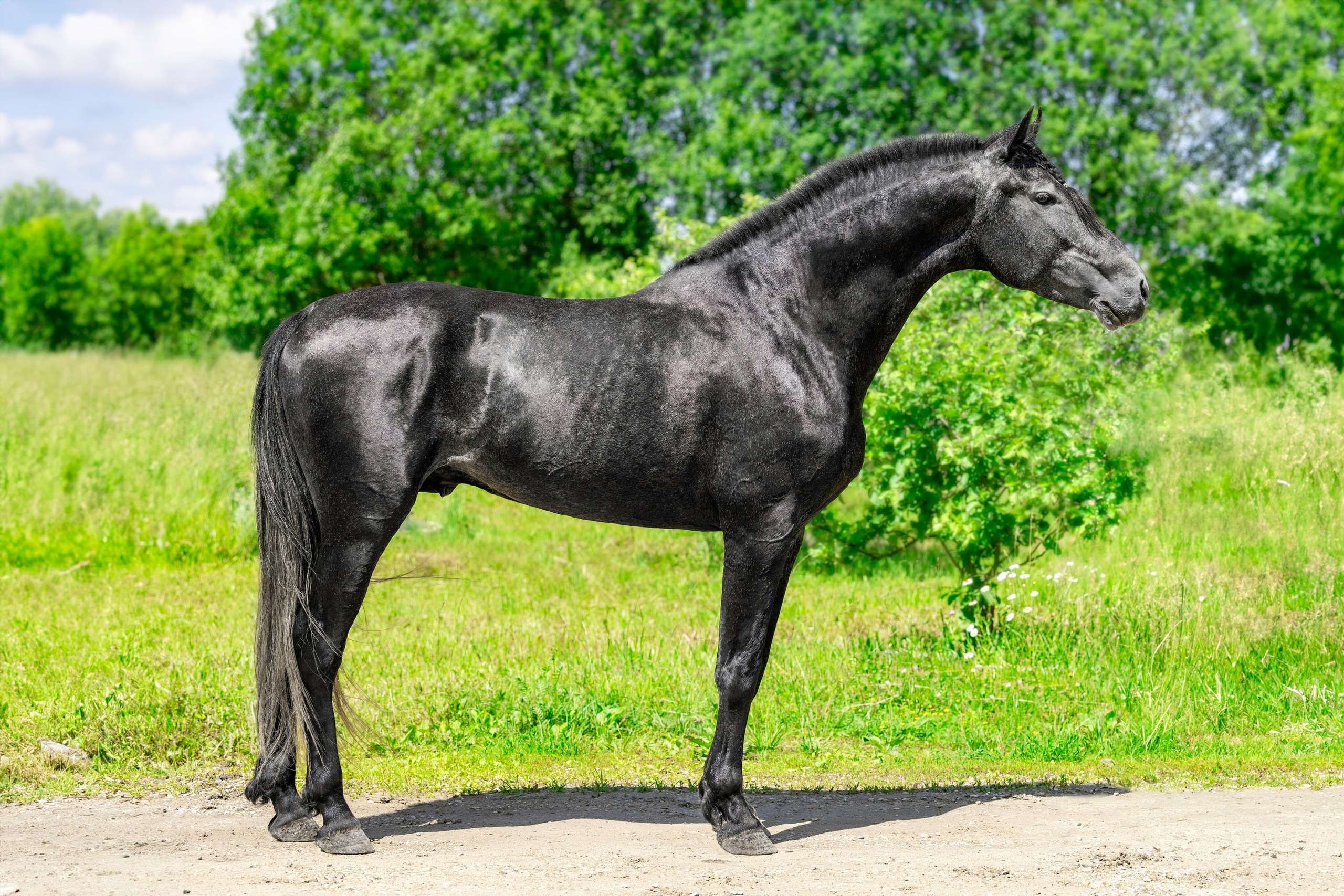 Экстерьерная съёмка лошадей. Mrs.Aquarelia Конный фотограф Марианна Леонтьева