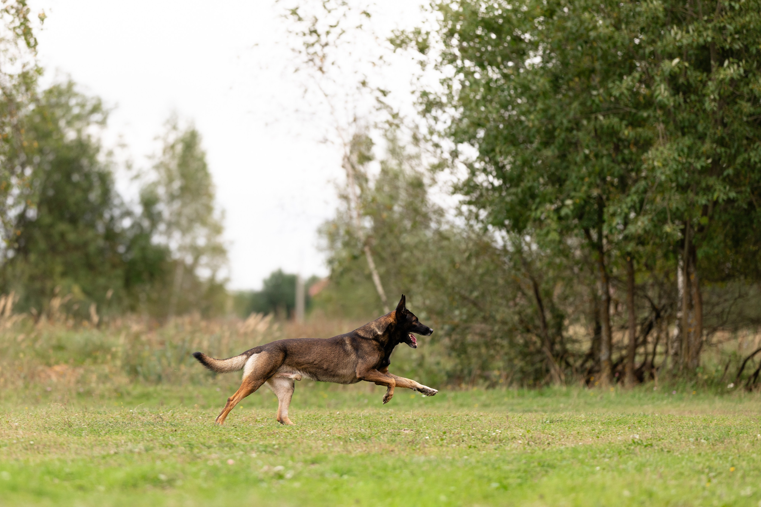 Макс. Фотограф и видеограф анималист Аганина Дарья