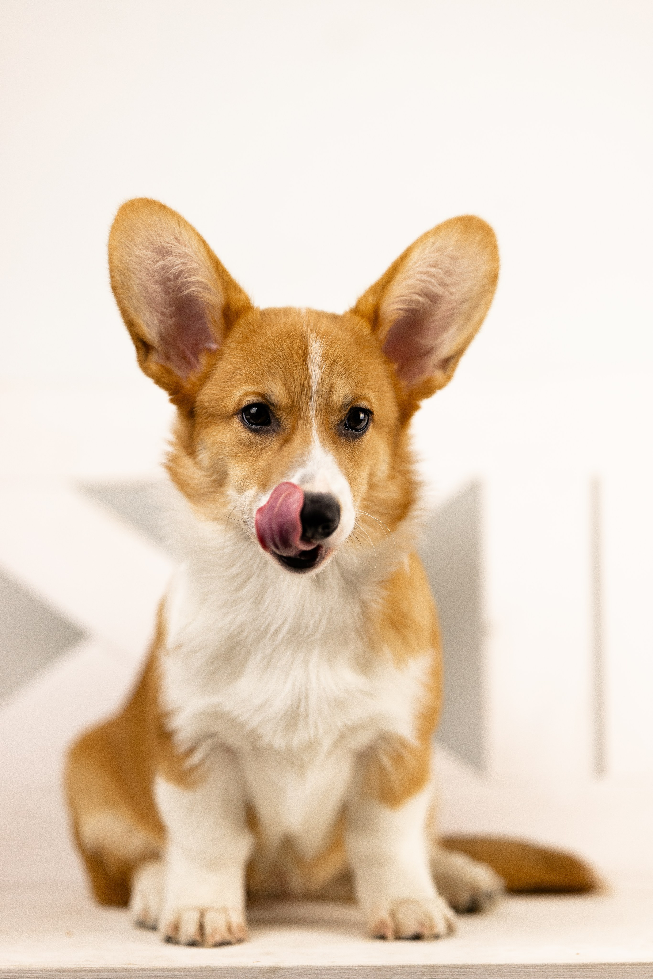 Корги. Фотограф и видеограф анималист Аганина Дарья