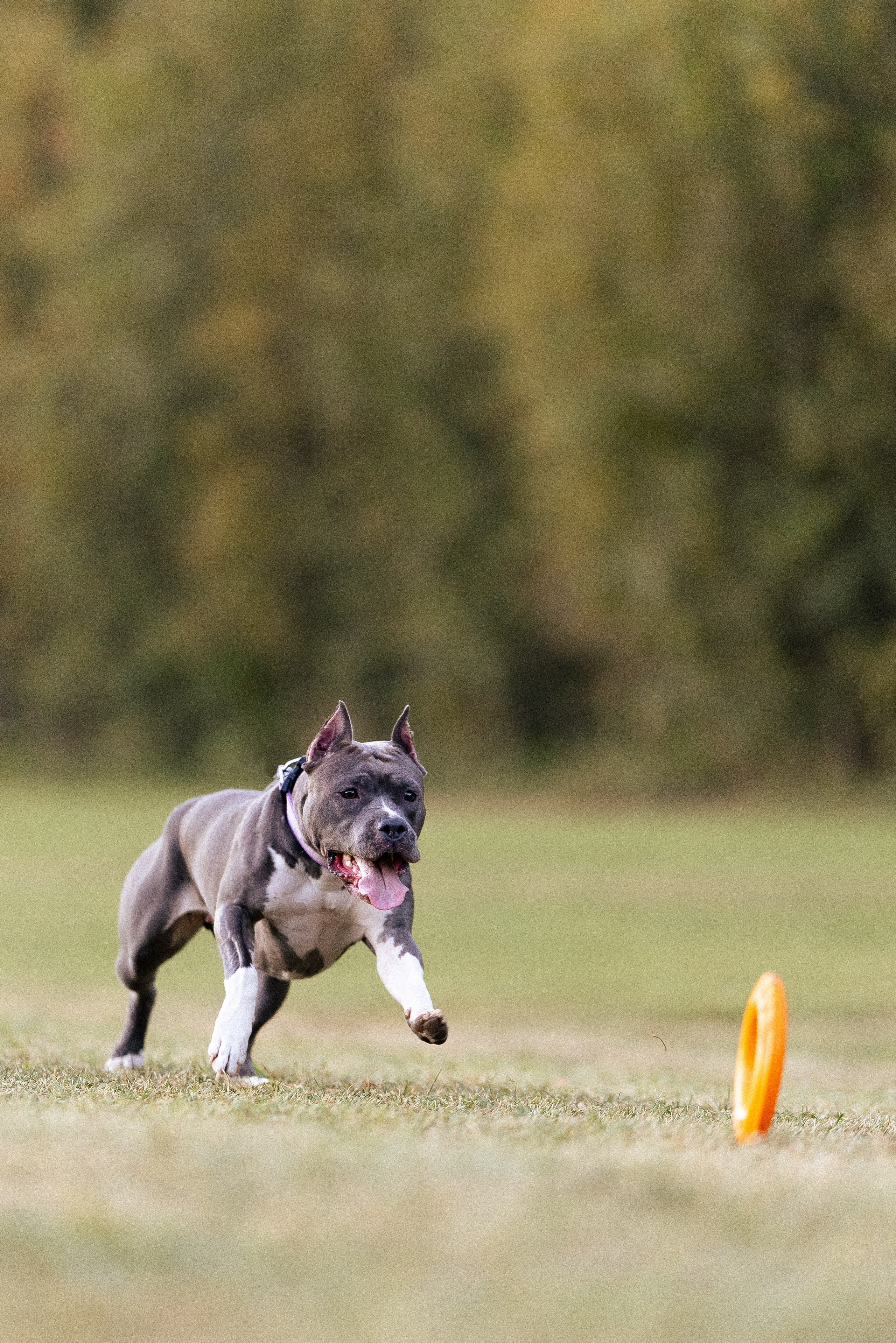 Катя, Леша, Лея и Трой. Фотограф и видеограф анималист Аганина Дарья