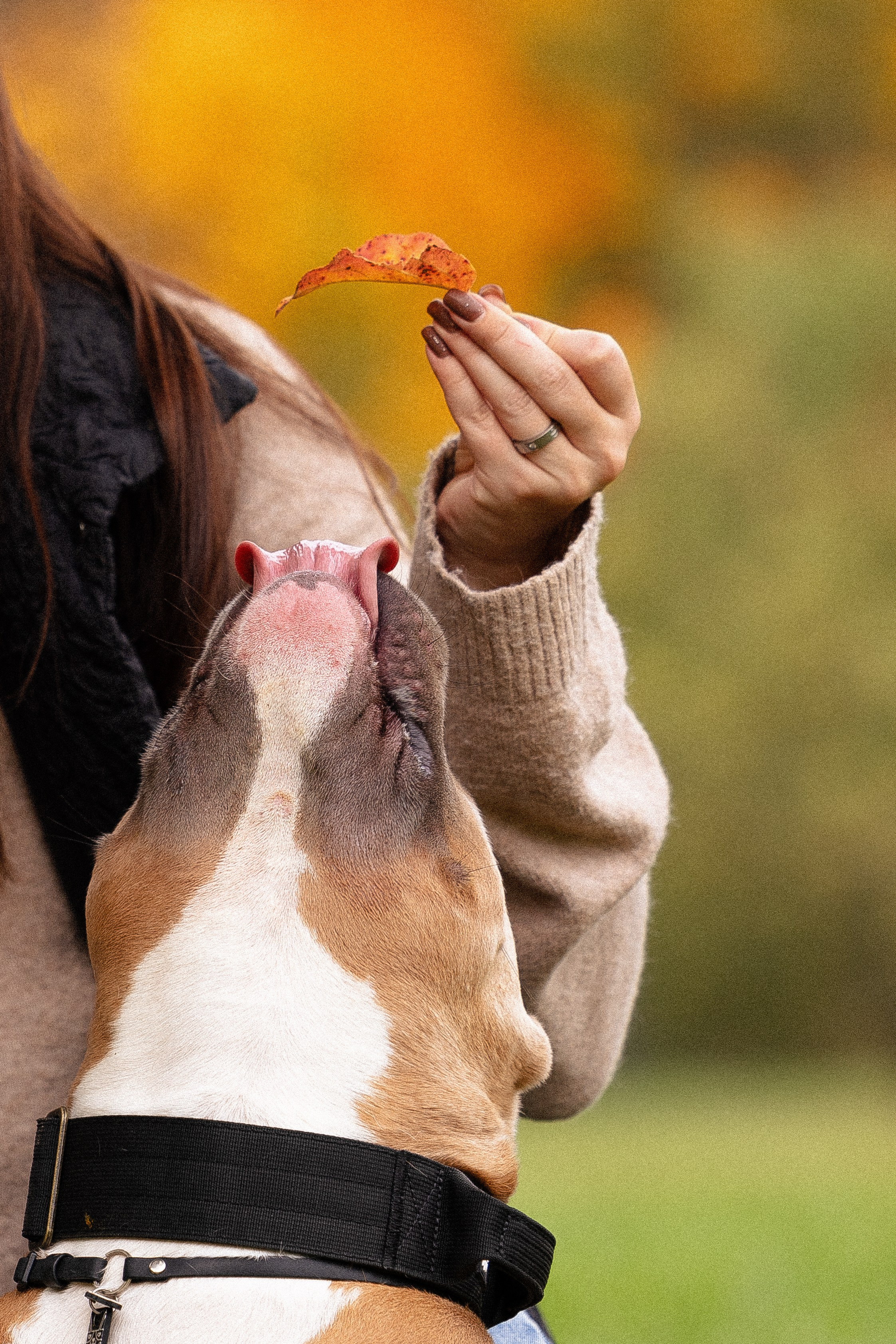 Алена и Тор. Фотограф и видеограф анималист Аганина Дарья