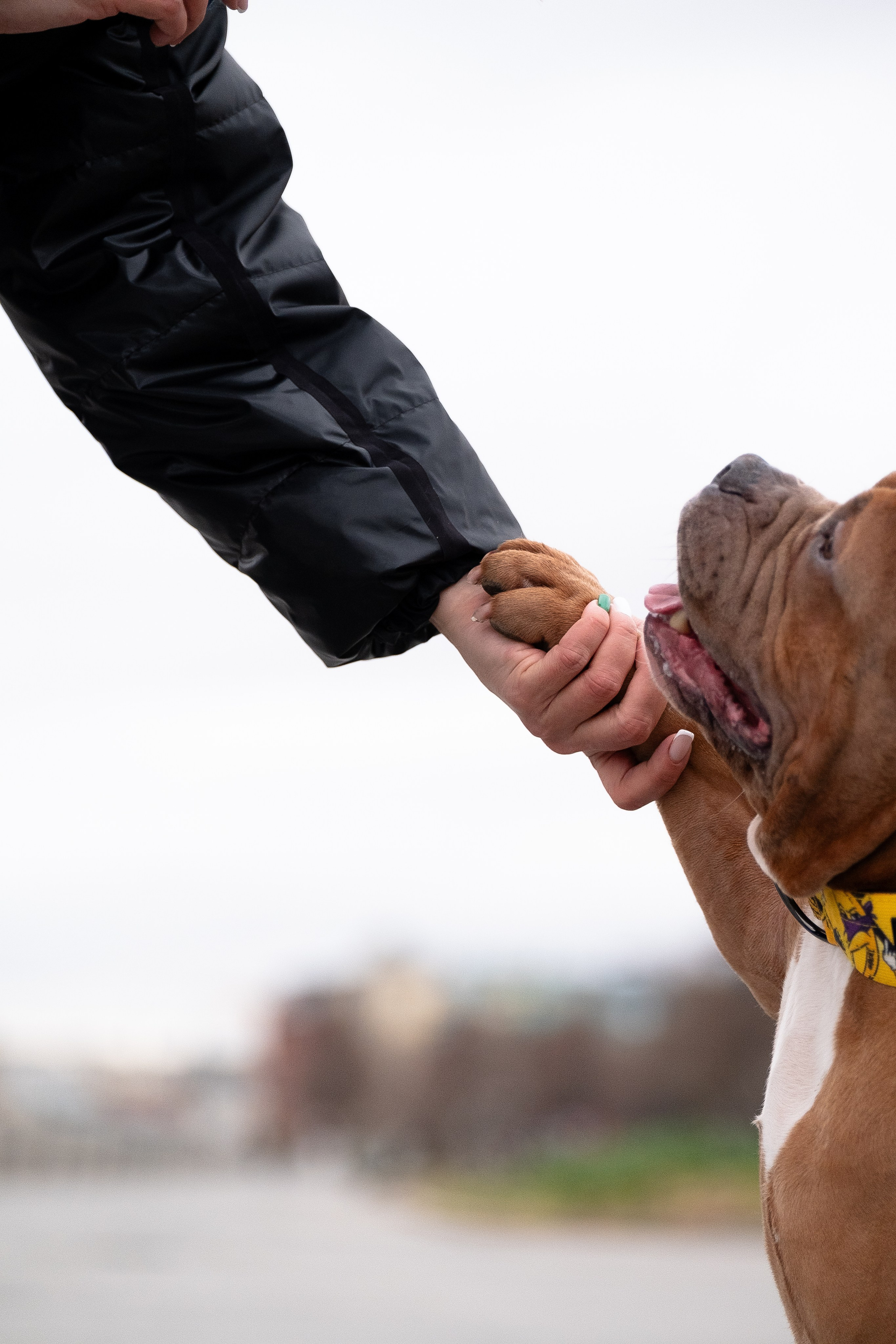 Спай и его семья. Фотограф и видеограф анималист Аганина Дарья
