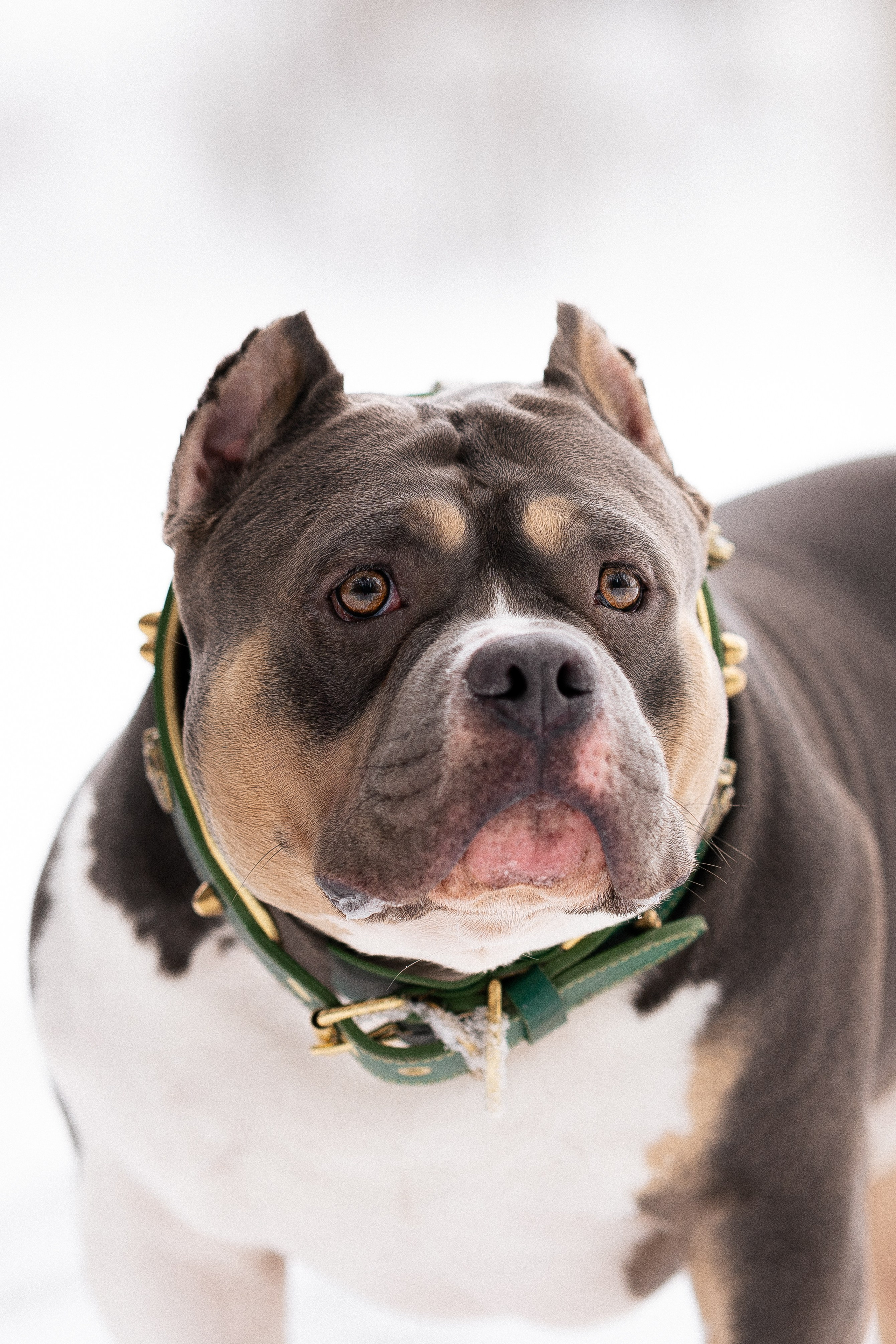 Лера и Наган. Фотограф и видеограф анималист Аганина Дарья