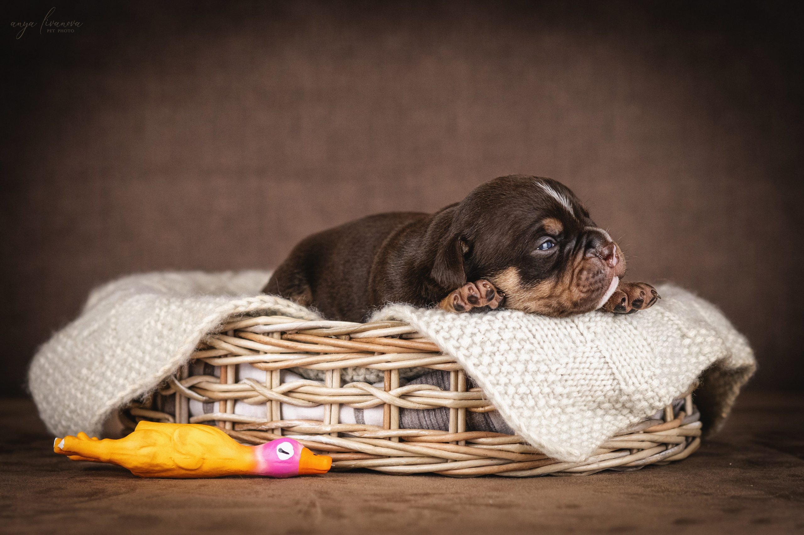 Амбулли. Фотограф анималист Аня Ливанова | Рыбинск