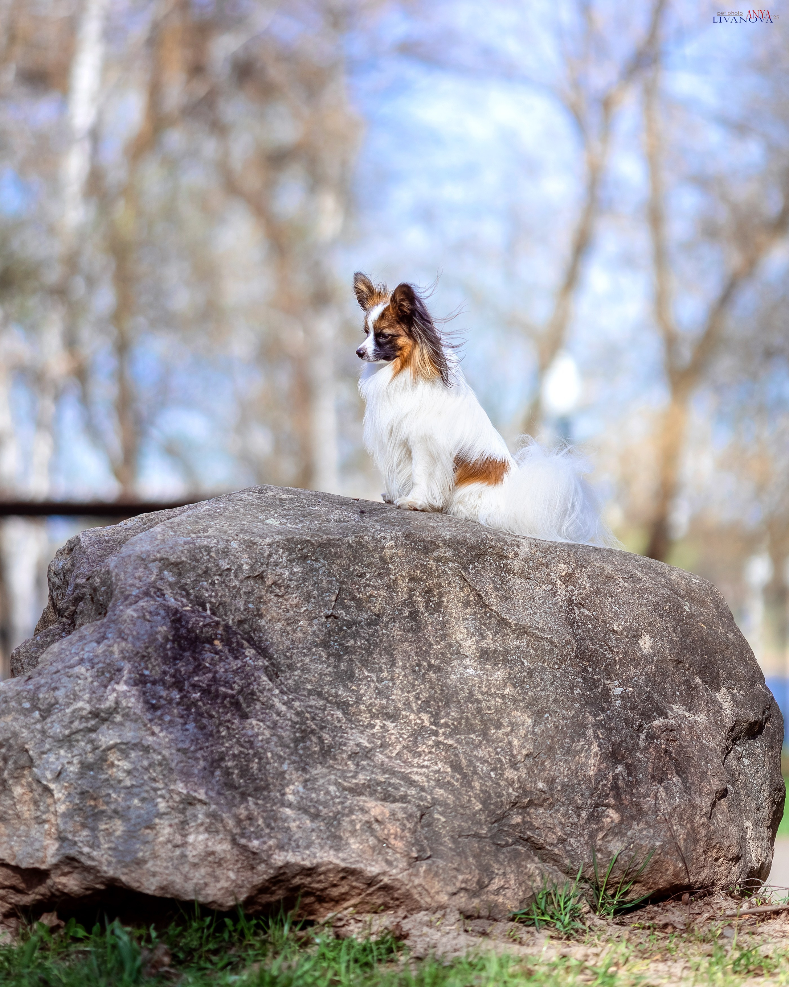 Хьюстон. Фотограф анималист Аня Ливанова | Рыбинск