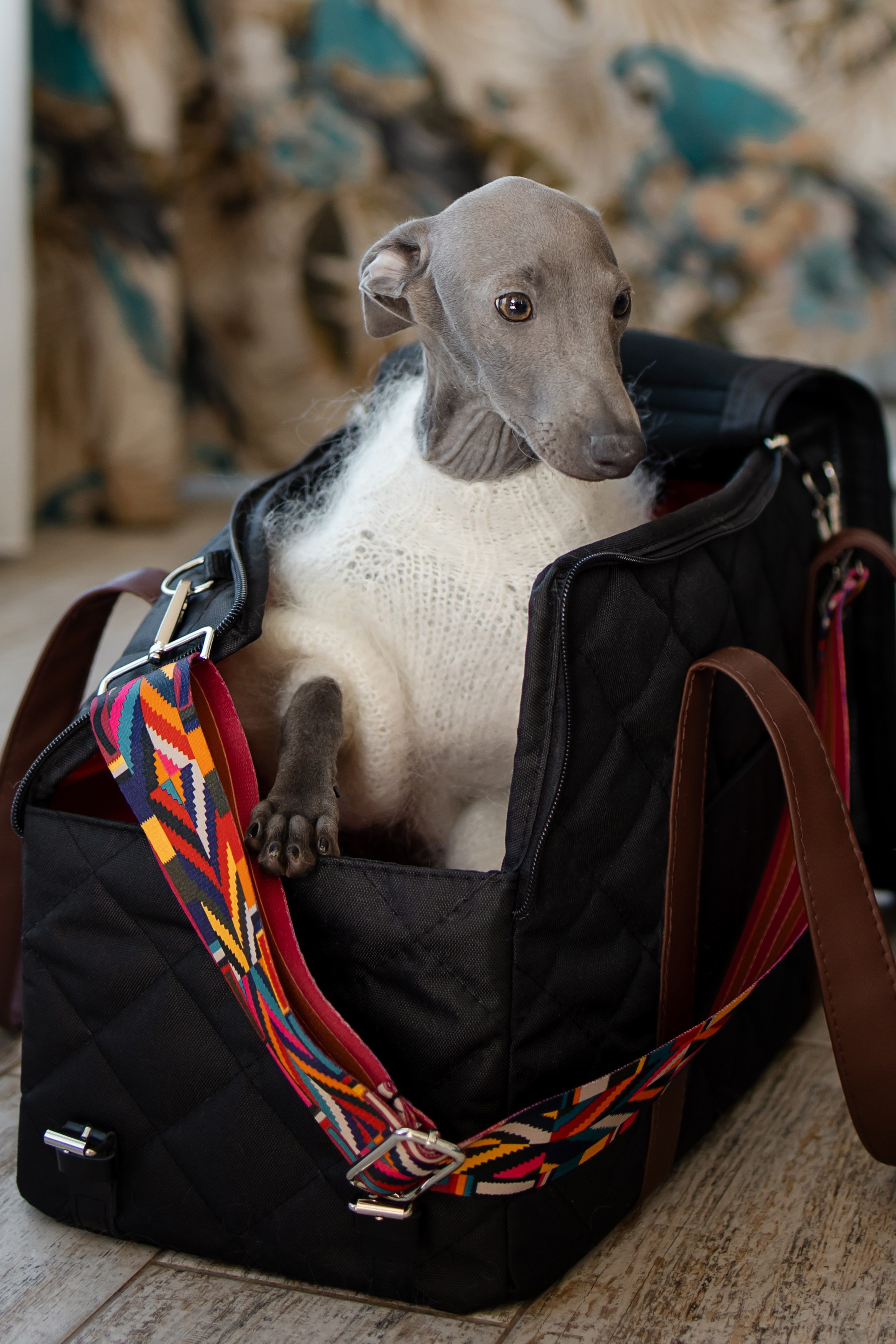 Одежда. Профессиональный питомник левреток РКФ/FCI ASTI SAPPHIRE 💎 Сочи|Санкт-Петербург