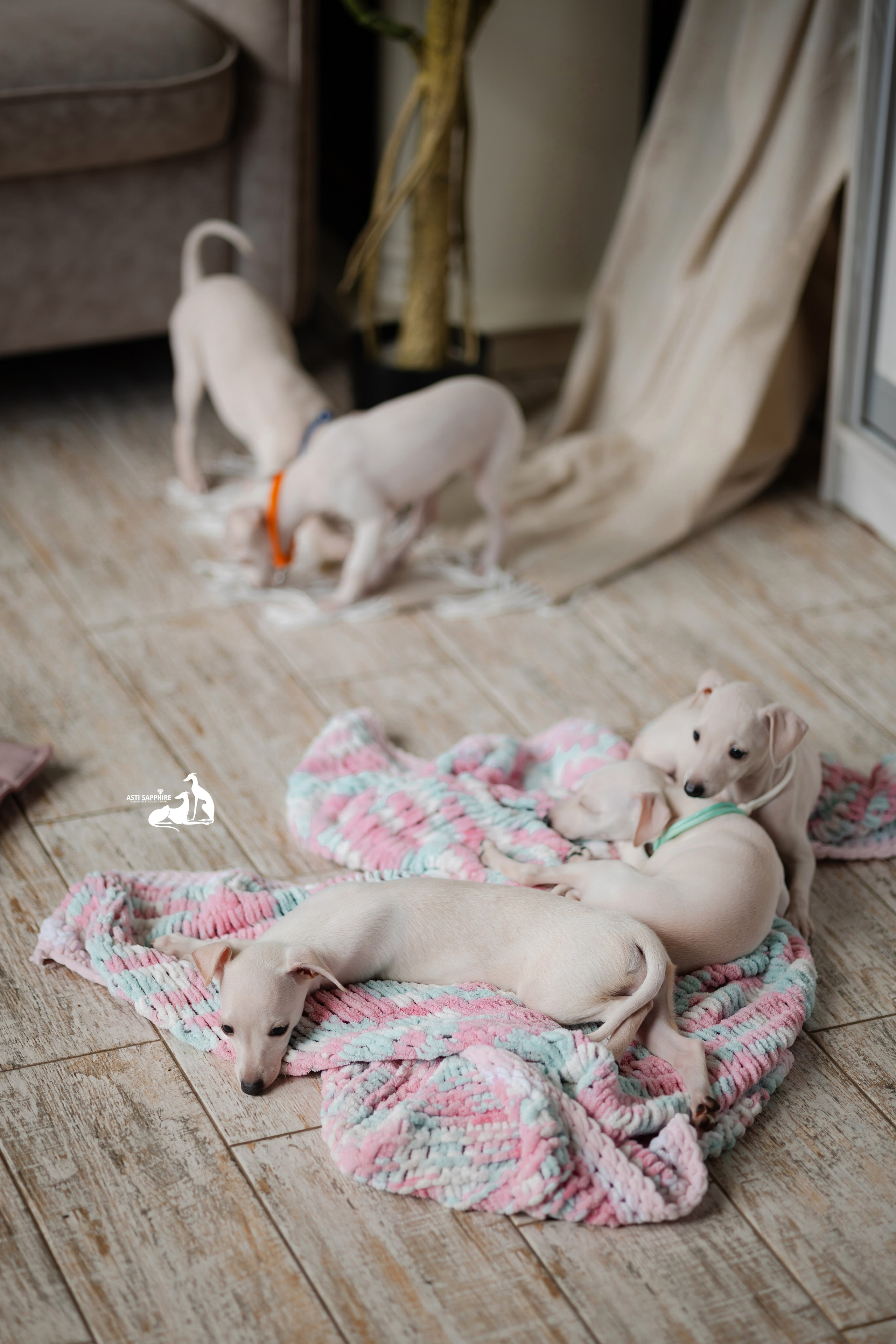 Белоснежные. Professional Italian Greyhound Kennel RKF/FCI ASTI SAPPHIRE 💎 Sochi|St. Petersburg