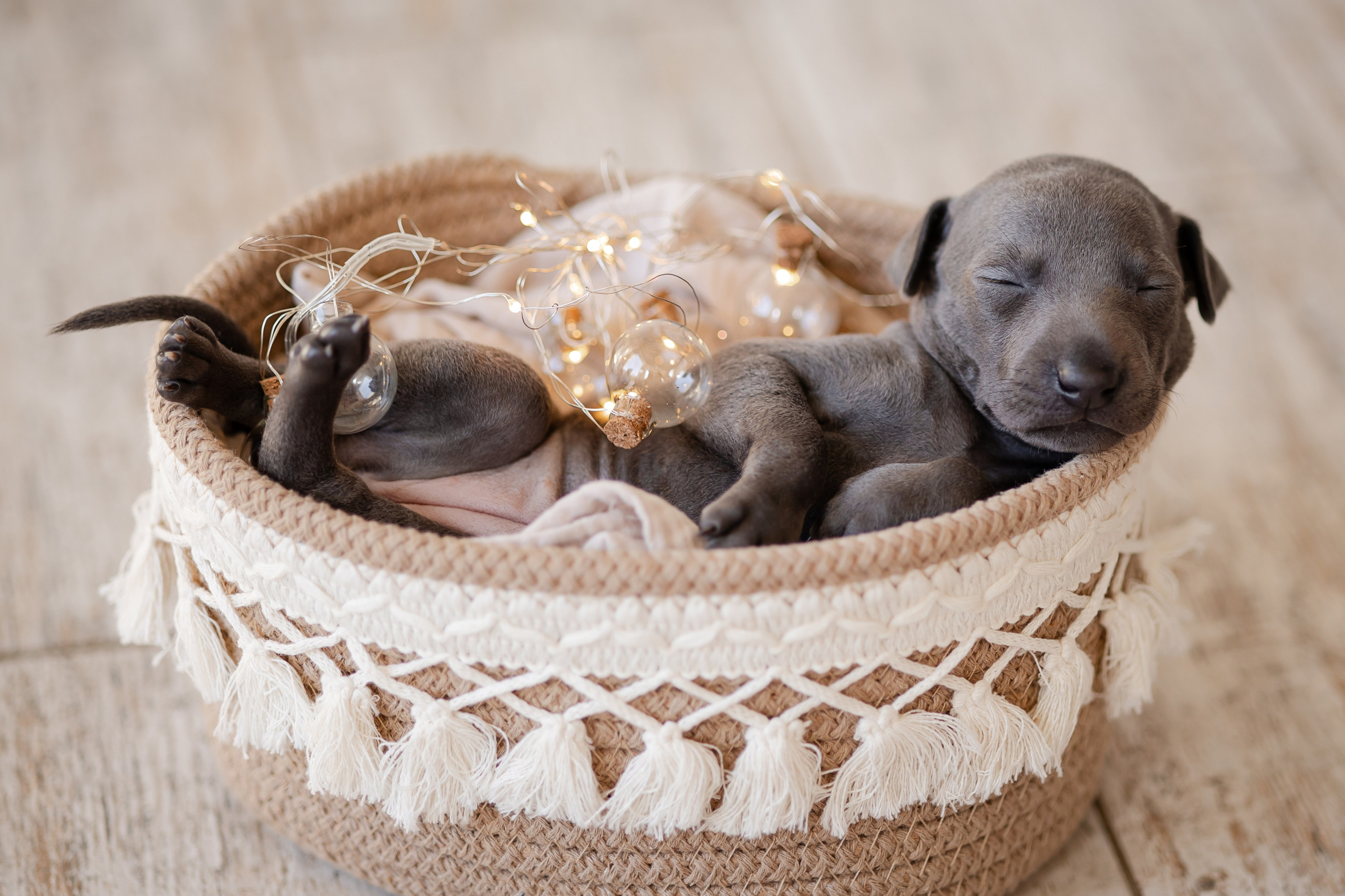 Профессиональный питомник левреток РКФ/FCI ASTI SAPPHIRE 💎 Сочи|Санкт-Петербург