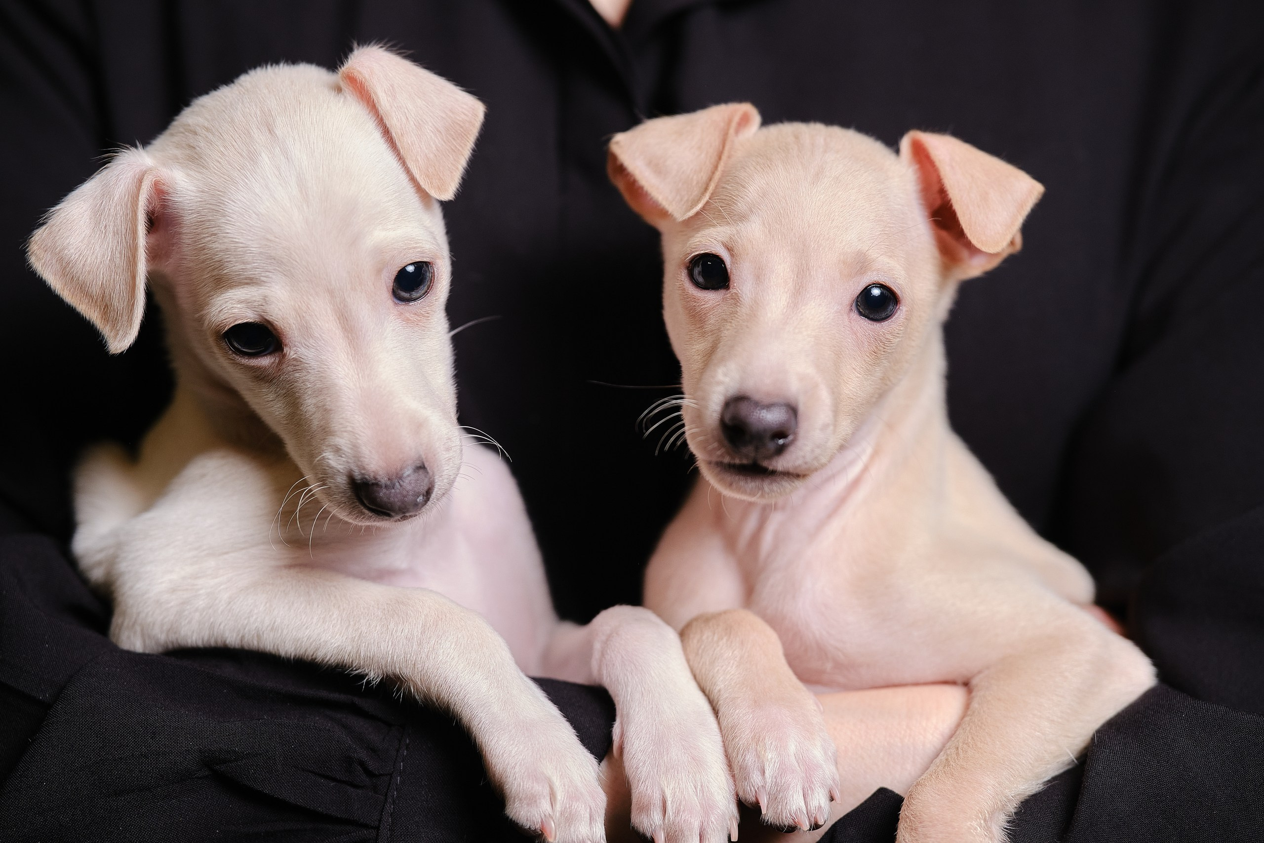 Кремовые детки. Профессиональный питомник левреток РКФ/FCI ASTI SAPPHIRE 💎 Сочи|Санкт-Петербург