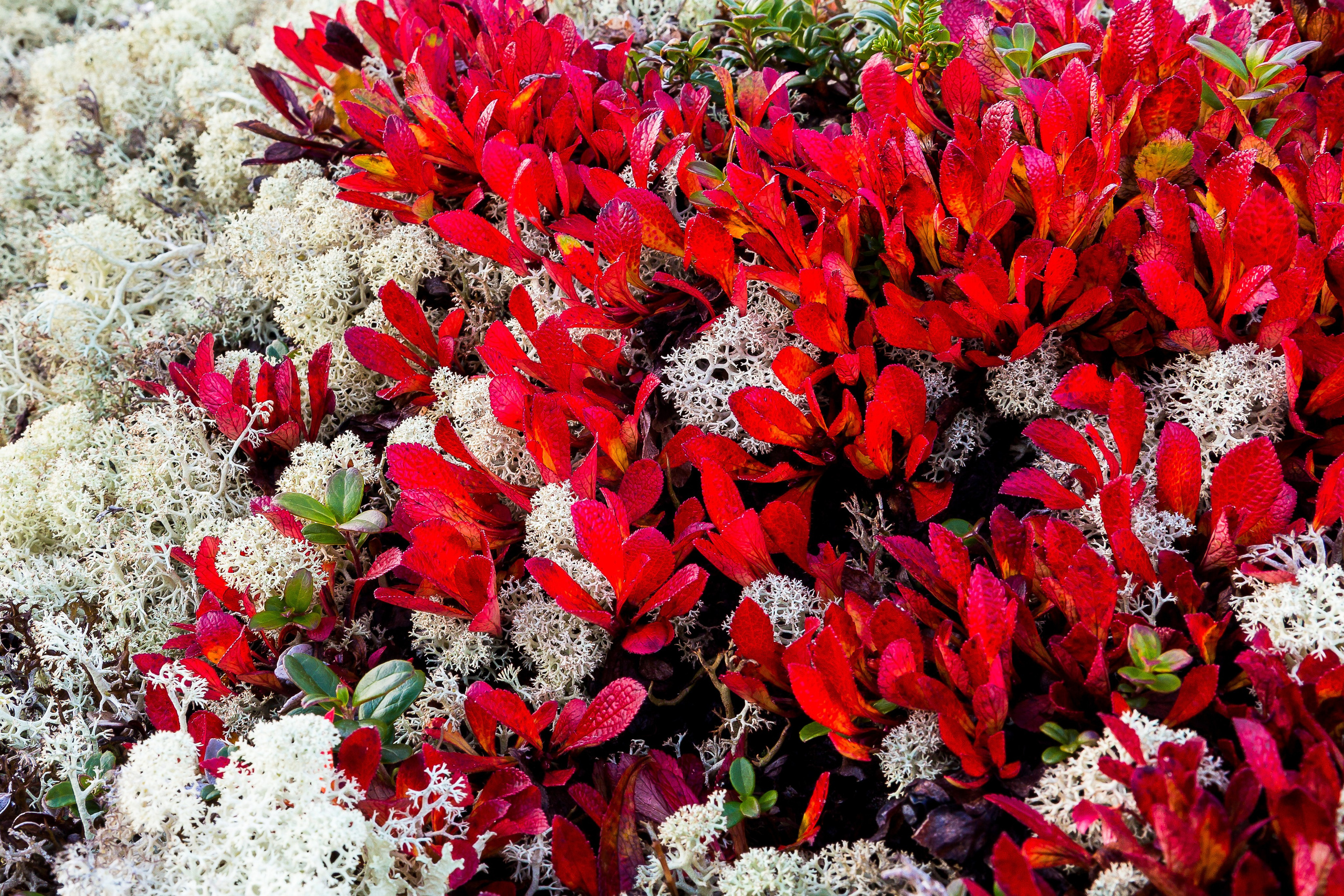 Мир растений. Пейзажи Крайнего Севера. Баренцево море, Рыбачий, Средний, Немецкий