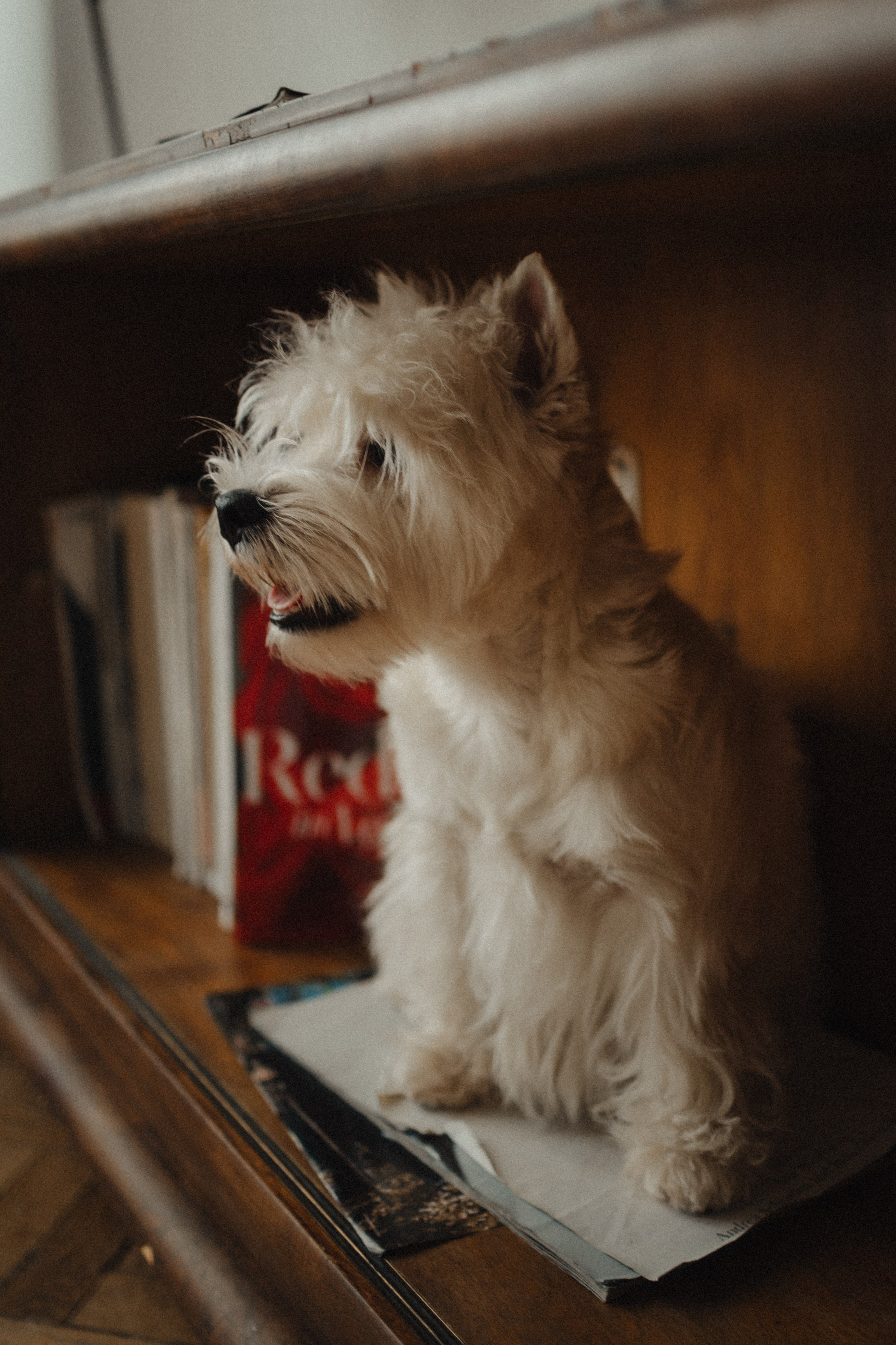Вероника, Мята и Малина. Фотораф — анималист Мария Шистка