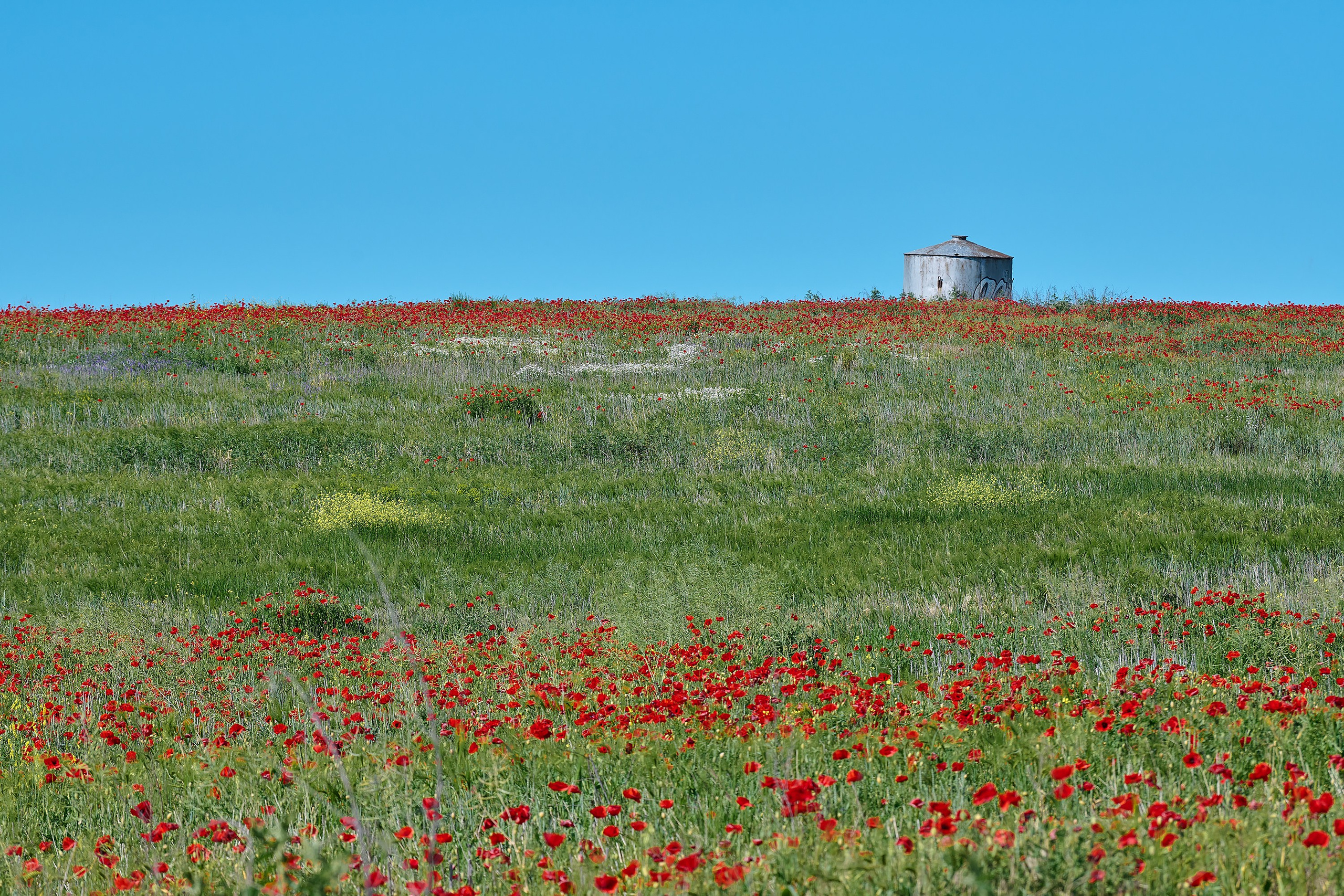 станица Благовещенская, Краснодарский край, красные маки
