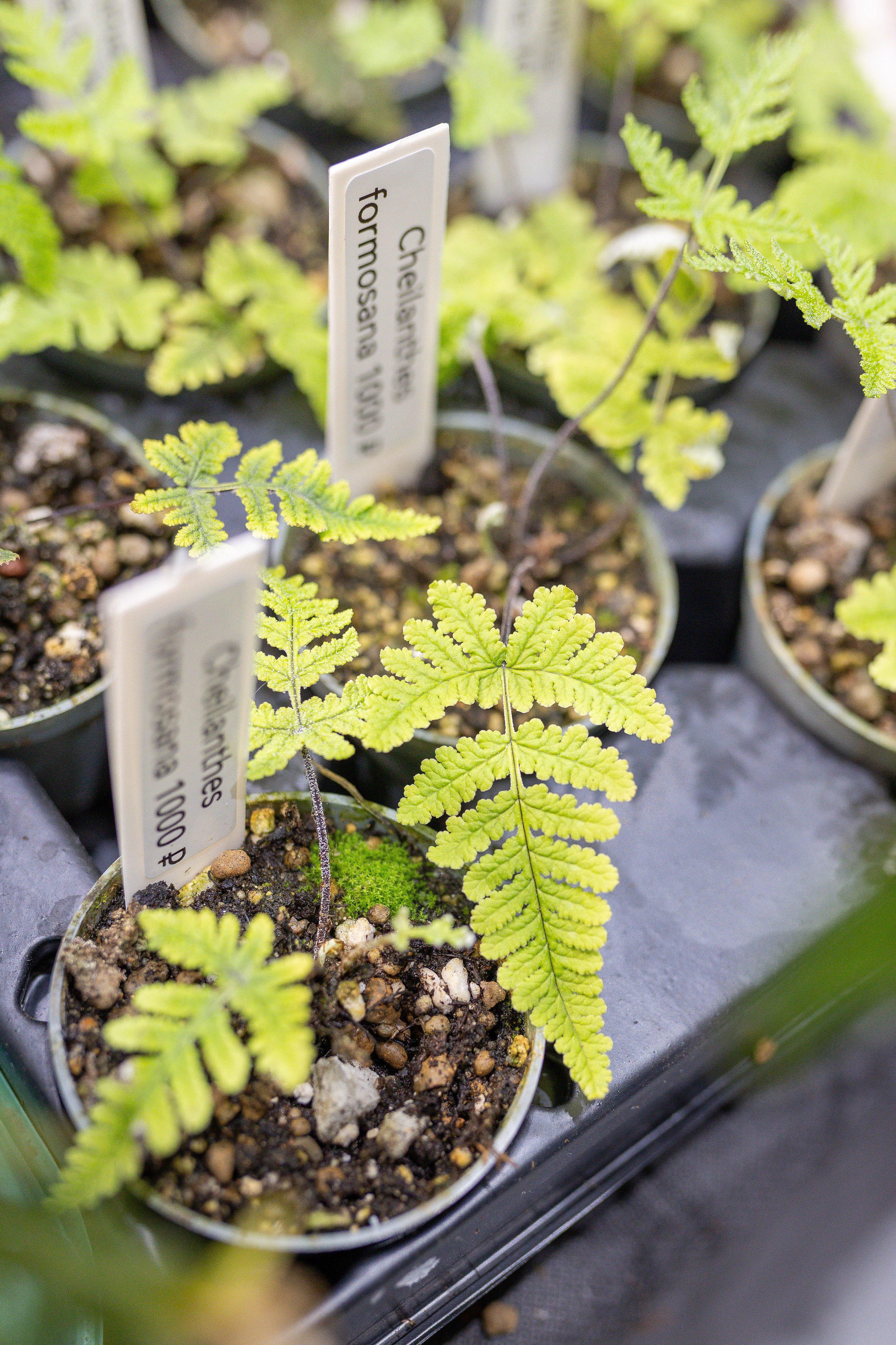 Монстериум апрель 2026. Александра Куликова фотограф, Москва