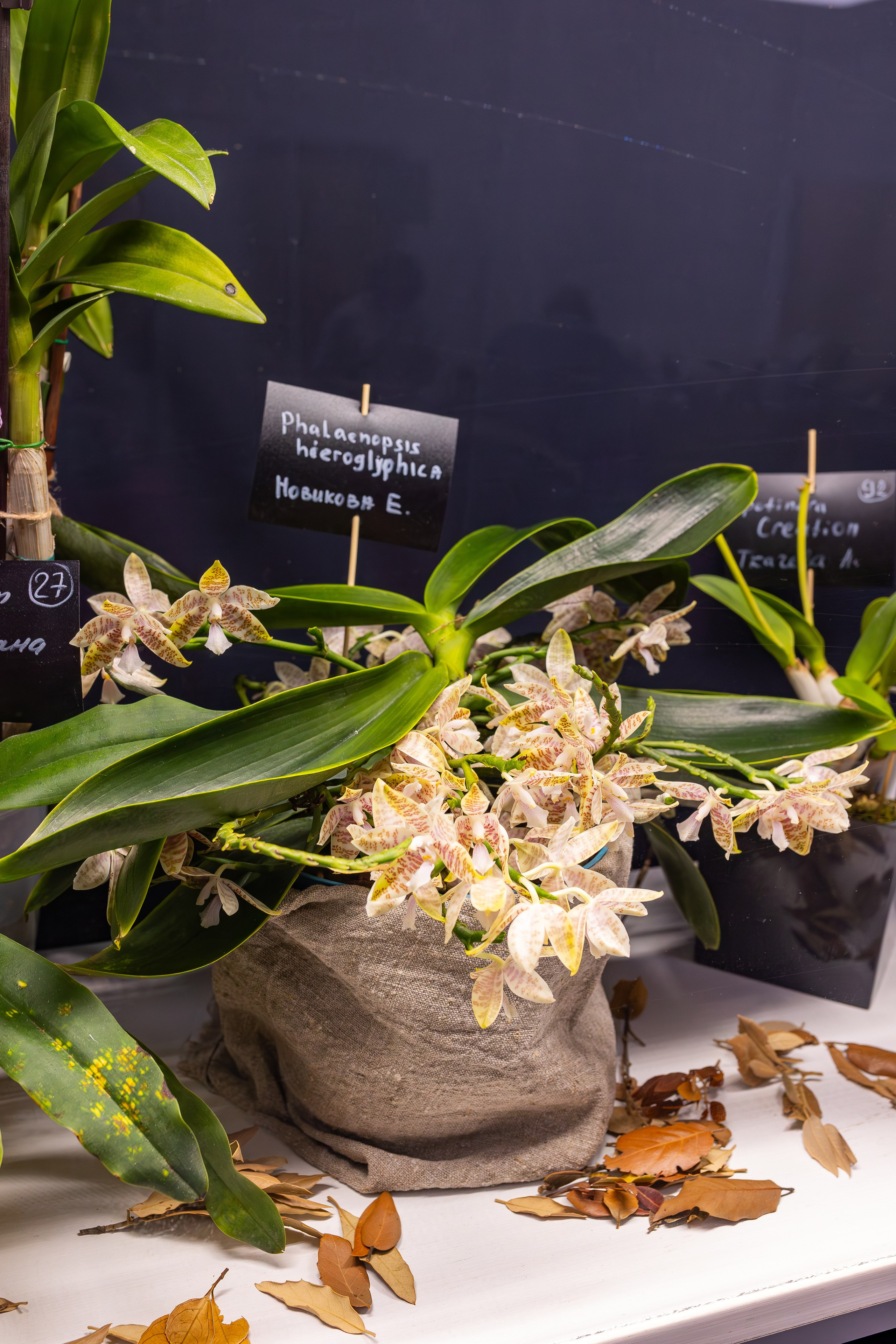 Орхидиум сентябрь 2025. Александра Куликова фотограф, Москва