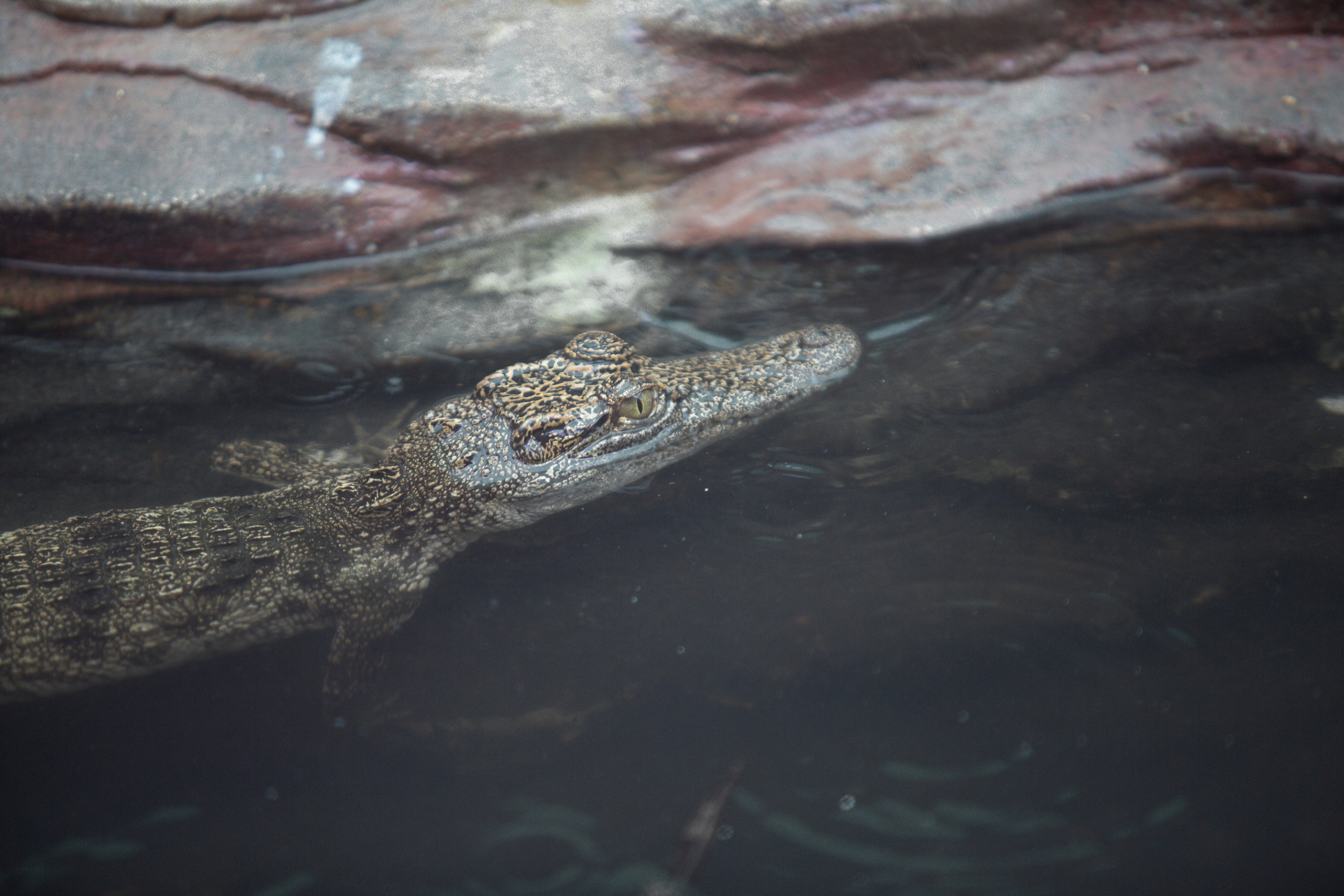 Samut Prakan Crocodile Farm & Zoo. Photographer Sonkina Tatiana (Tanya Ash)