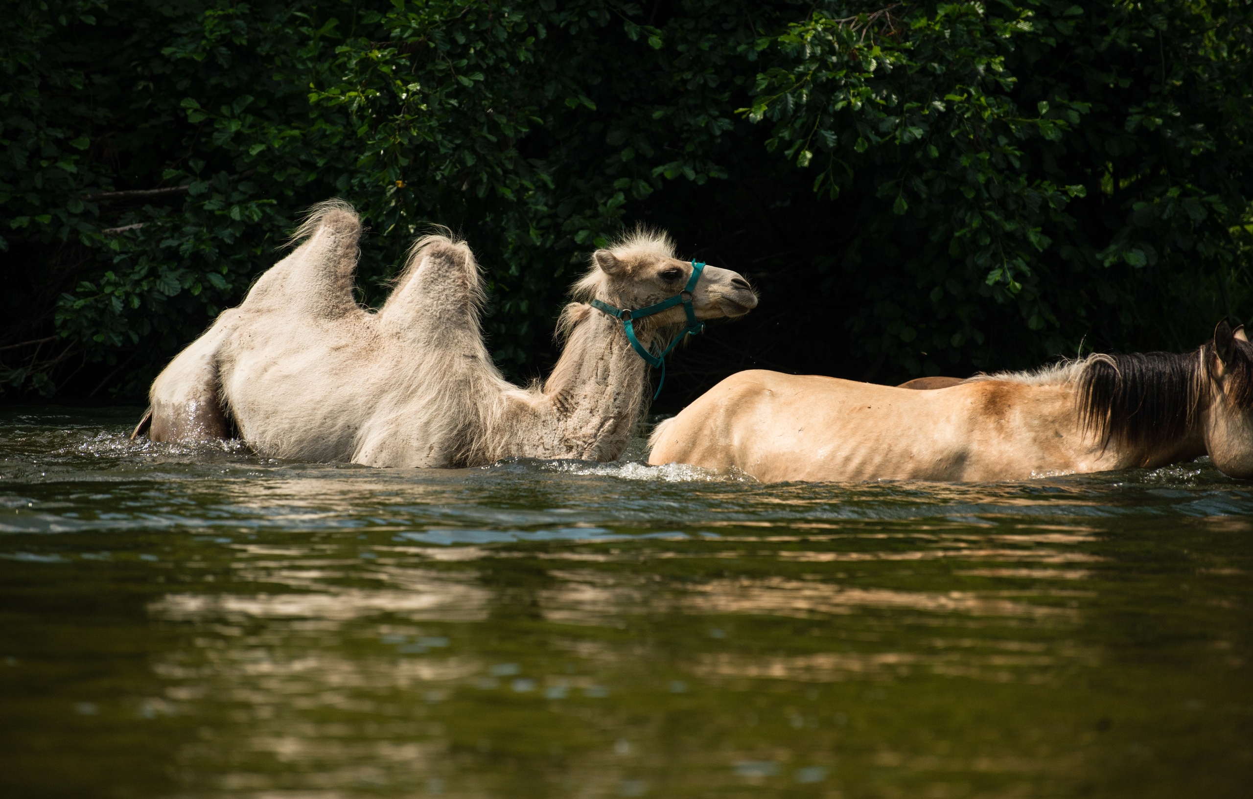 Купала в Родославном. Конный фотограф в Саратове Юлия Иванова