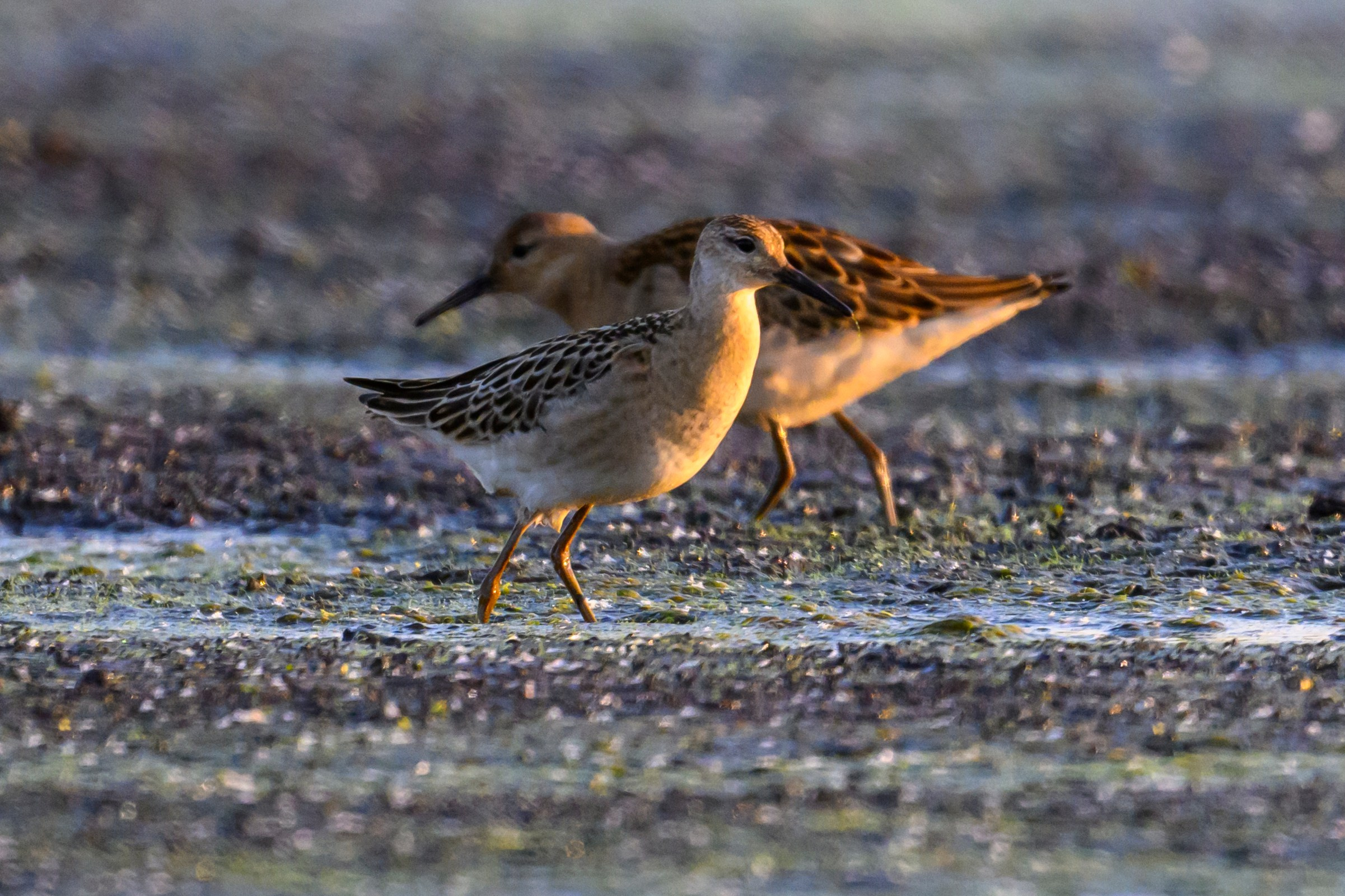 Галстучник и турухтаны. The common ringed plover and Ruffs. Фотограф Сергей Пупонин