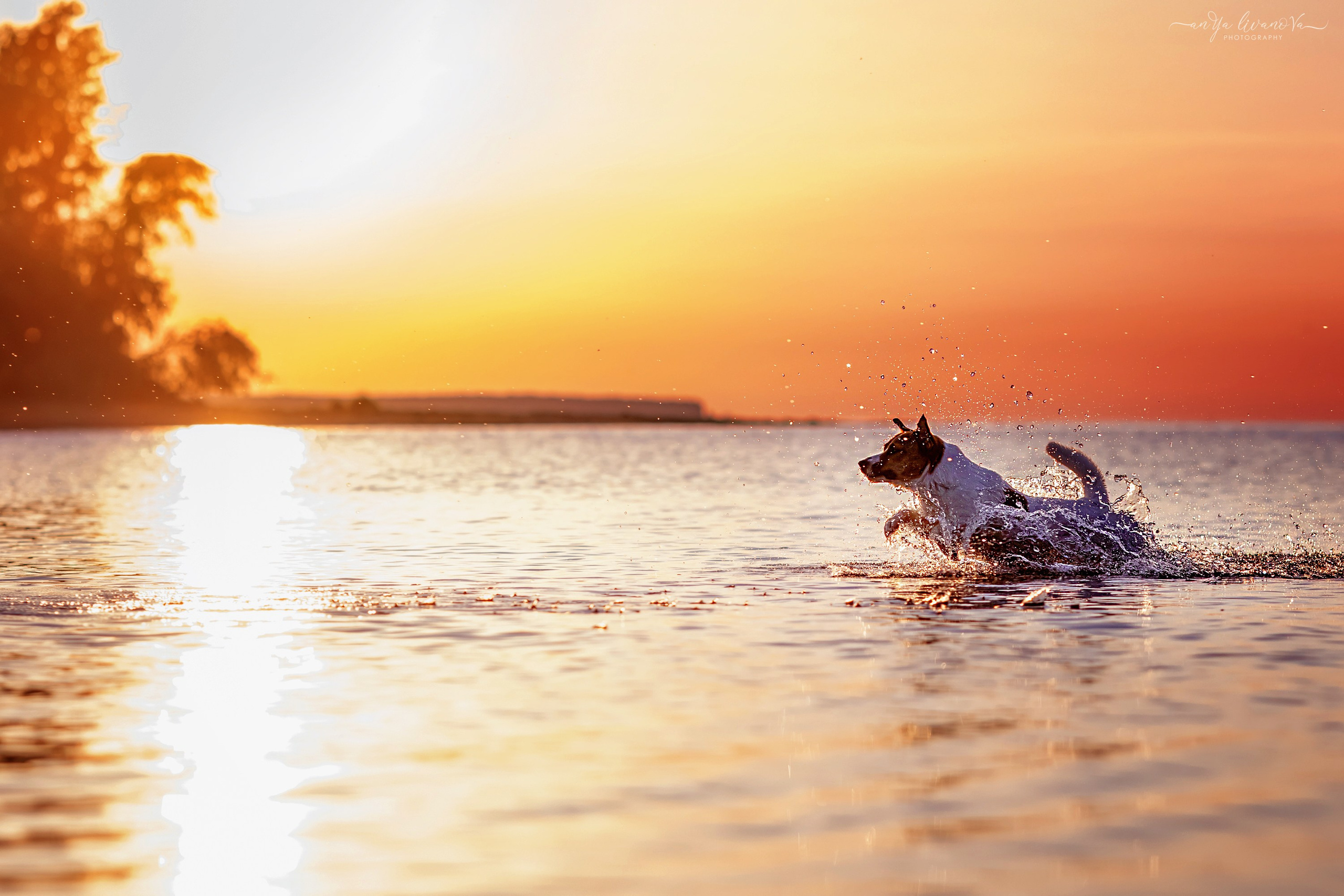 Ляля — Маня — Плюша закат. Фотограф анималист Аня Ливанова | Рыбинск