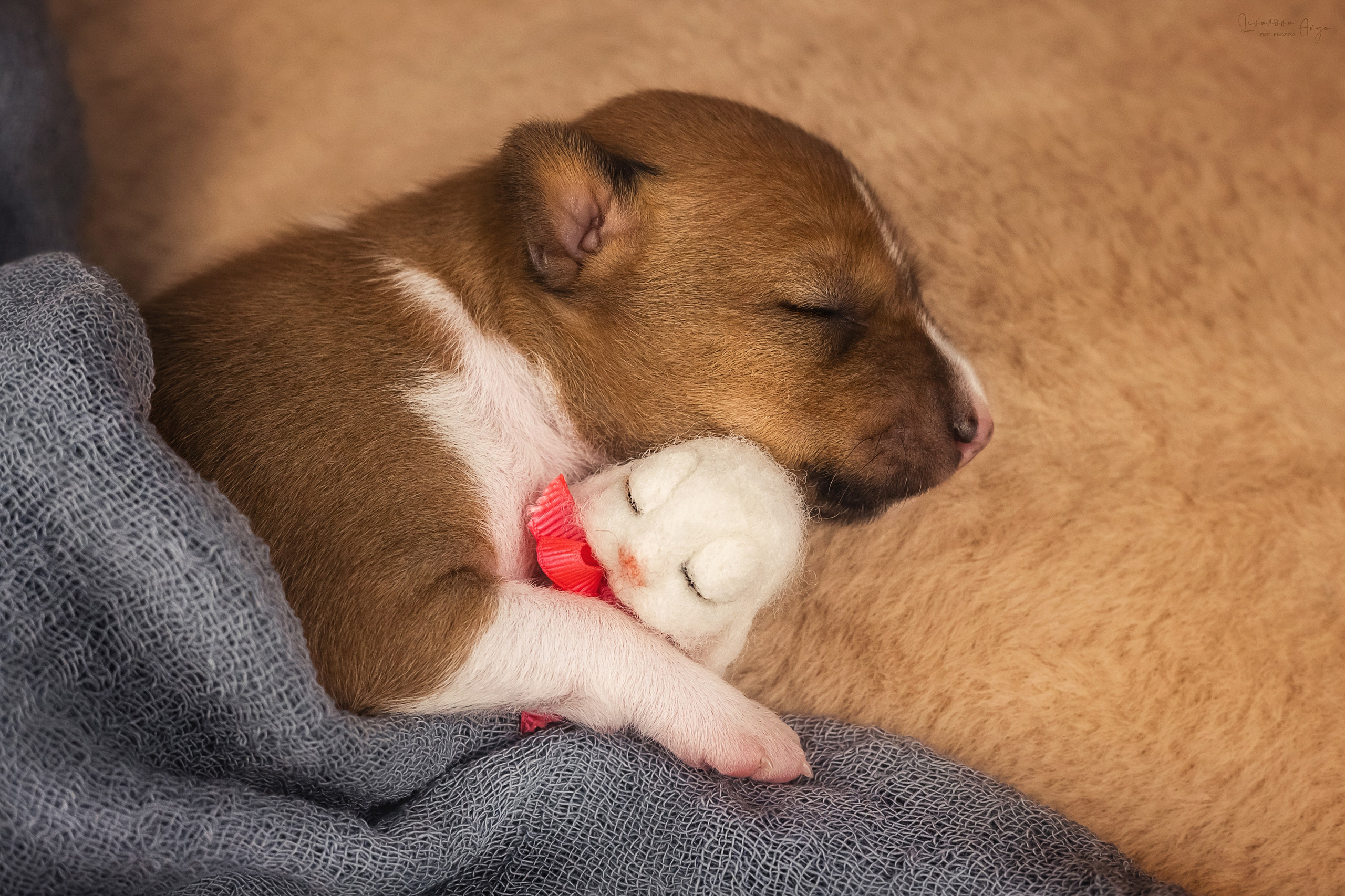 Басеньки. Фотограф анималист Аня Ливанова | Рыбинск