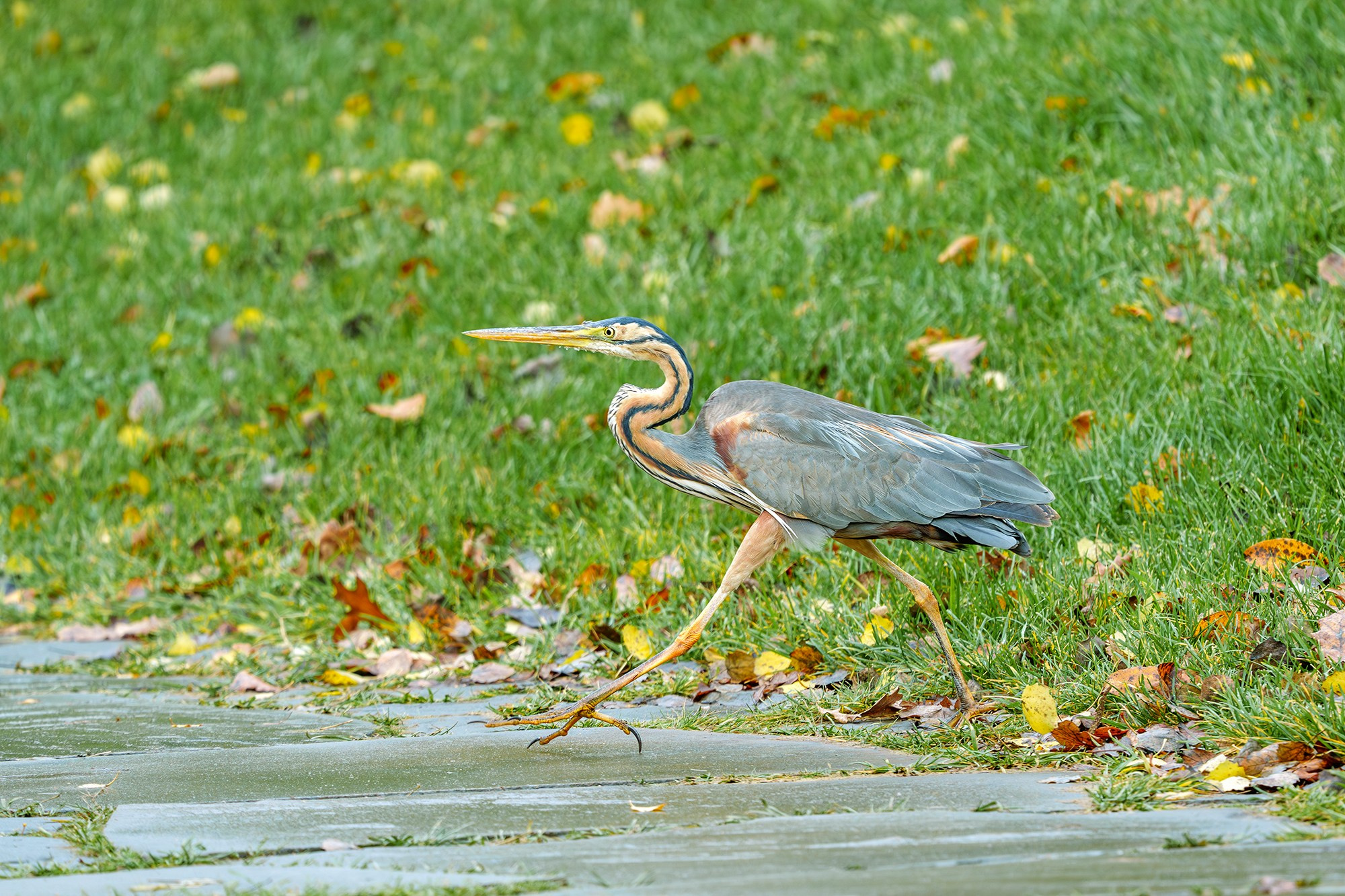 Удивительные мир птиц. Вокруг нас столько прекрасного — присмотритесь!. Ваш личный фотограф Марина Волкова
