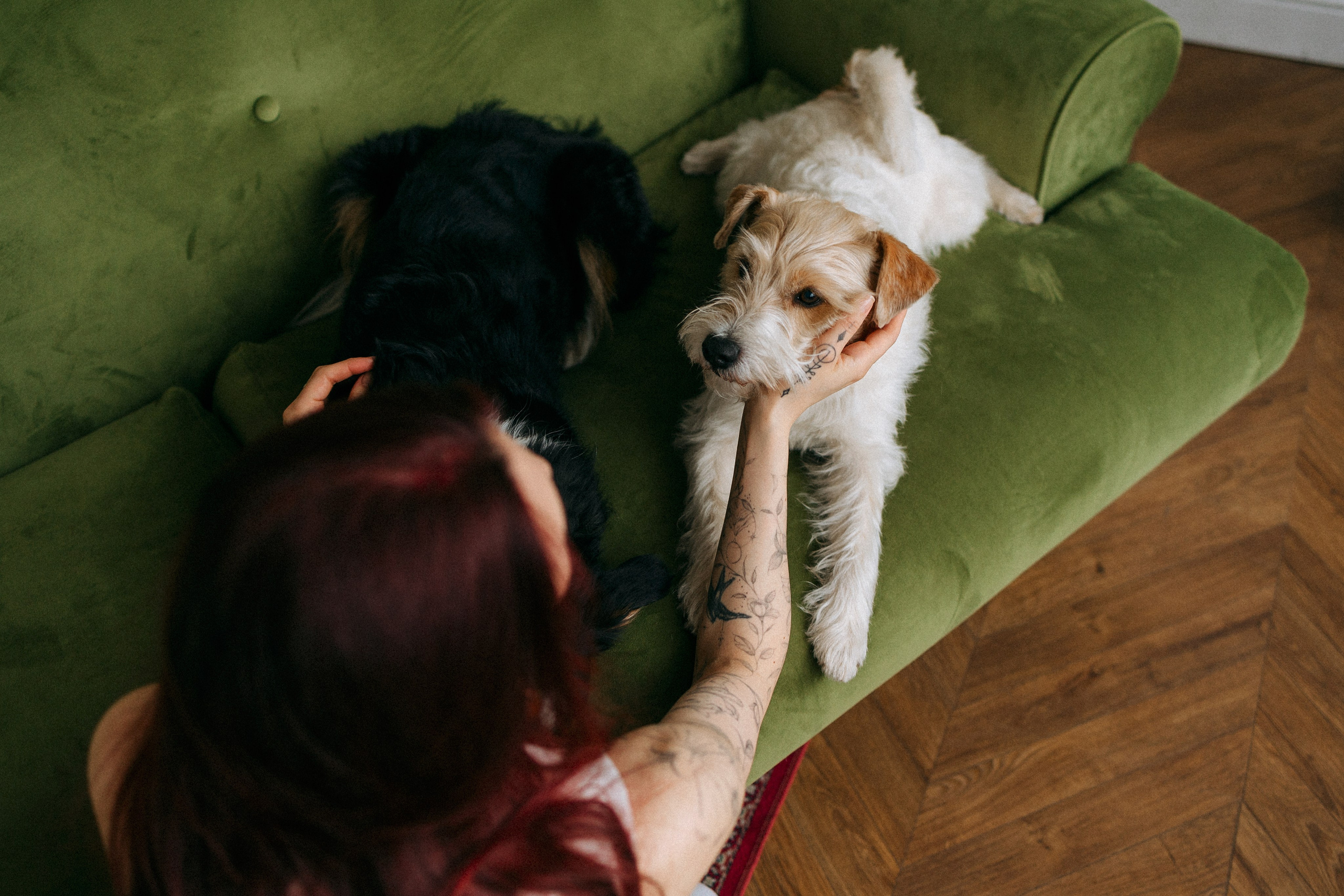 Цунами, Теон и Женя. Фотограф анималист Анастасия Пикей