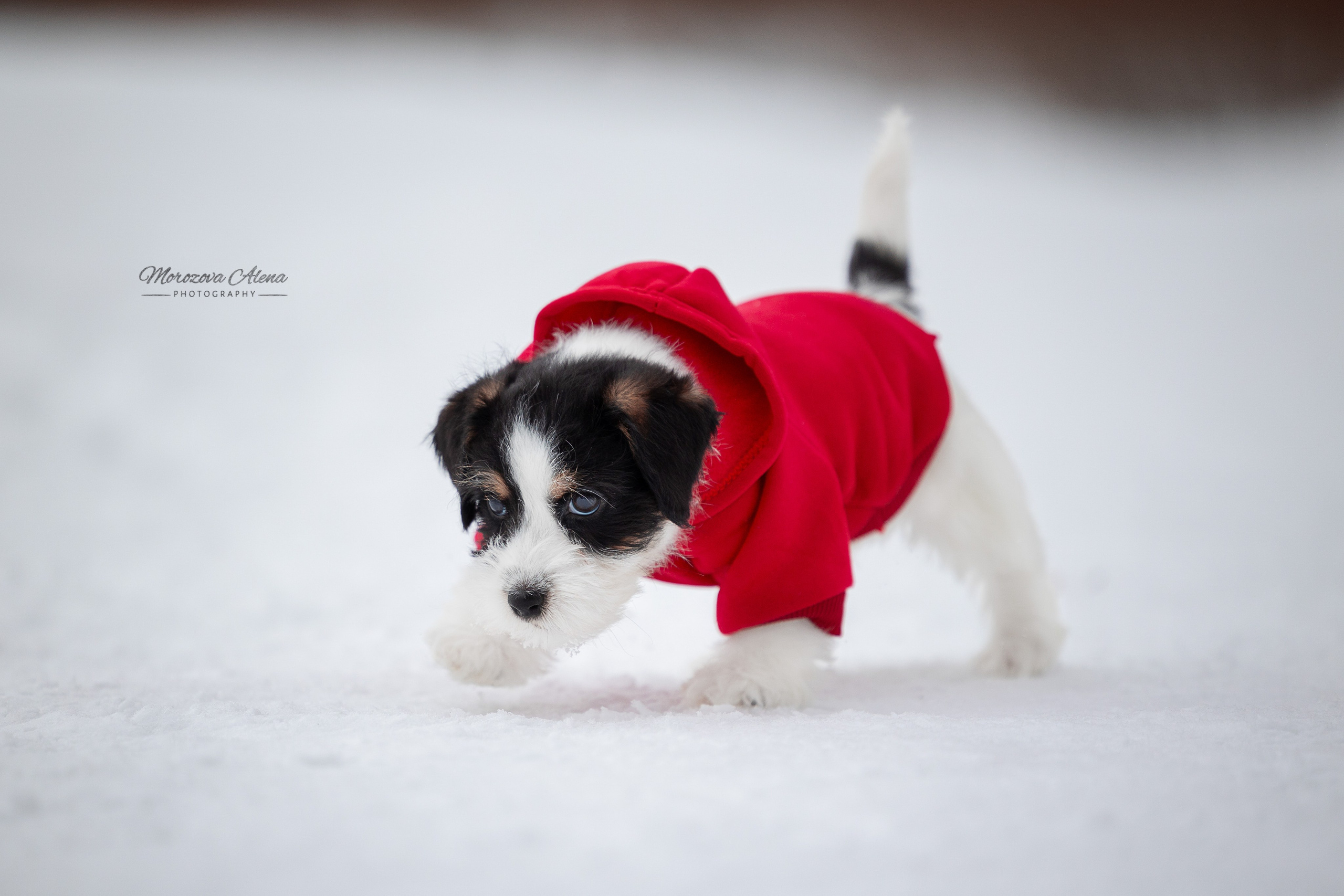 Фотогалерея. Джек Рассел терьер. Санкт-Петербург. Щенки Джек Рассел терьера