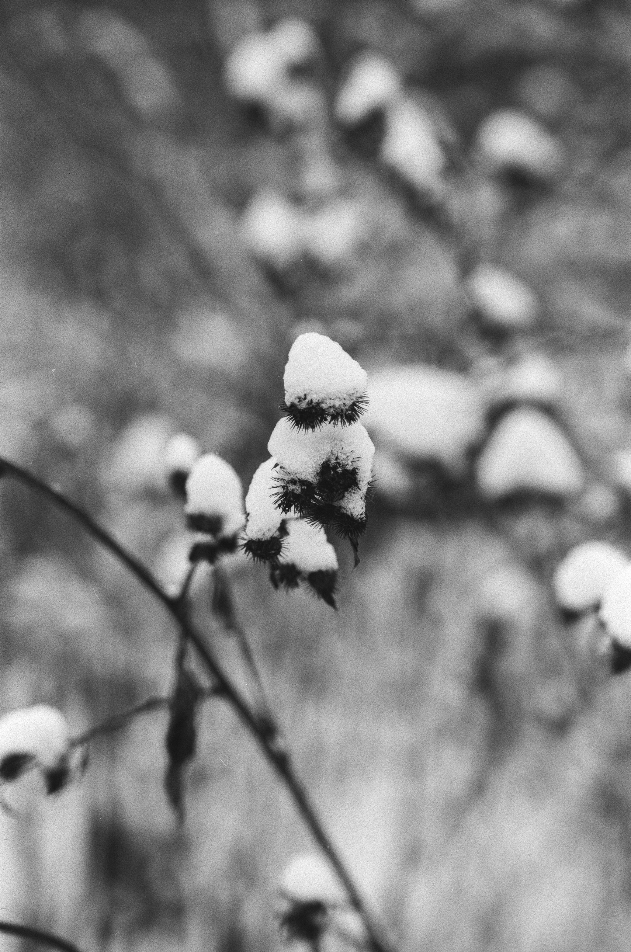 Contax N1 / Carl Zeiss Makro Sonnar 100 mm f/2.8 / Давыдовское