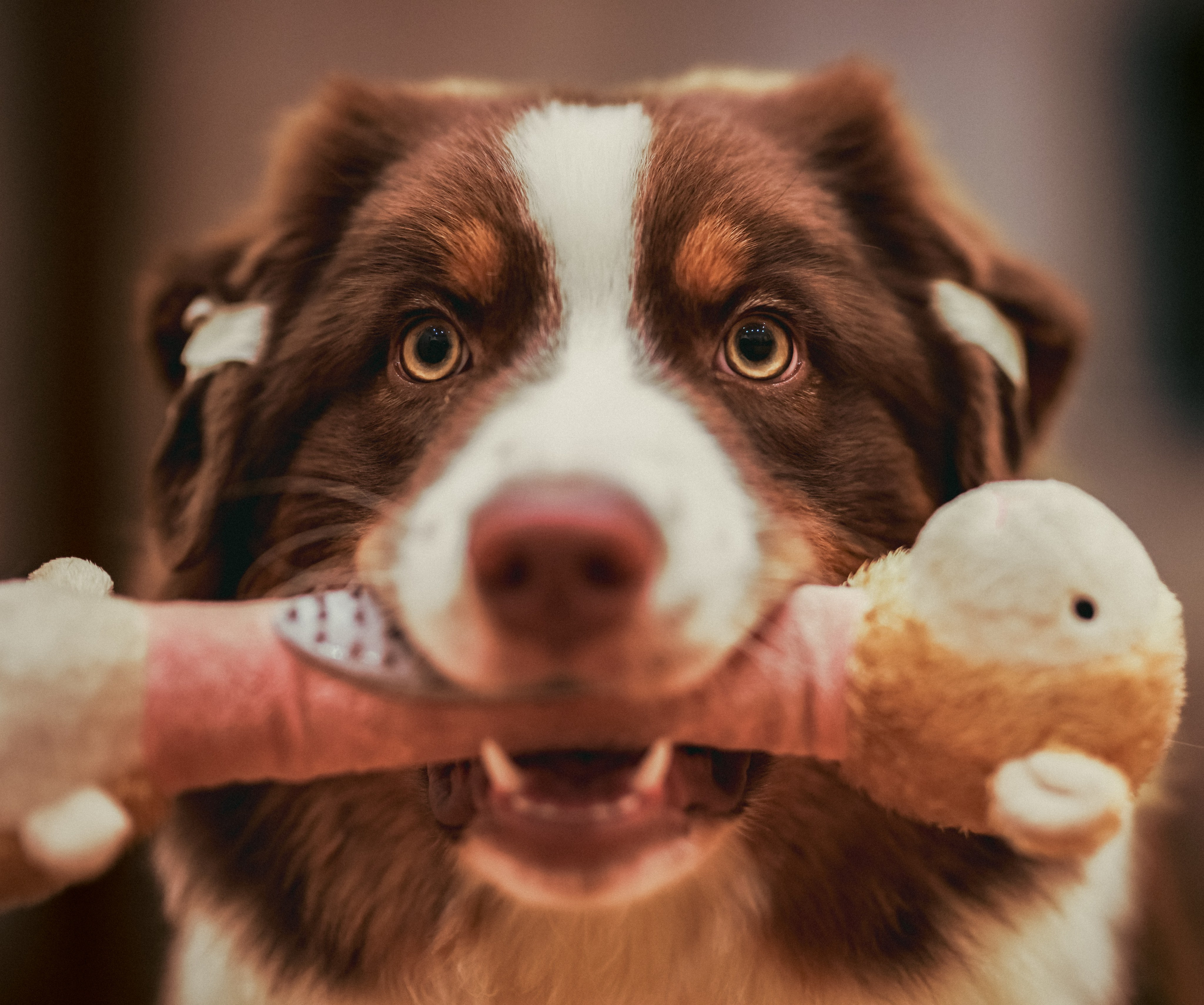 Аусси 4. Фотограф репортажей и стритфотосессий в Москве Людмила Смирнова