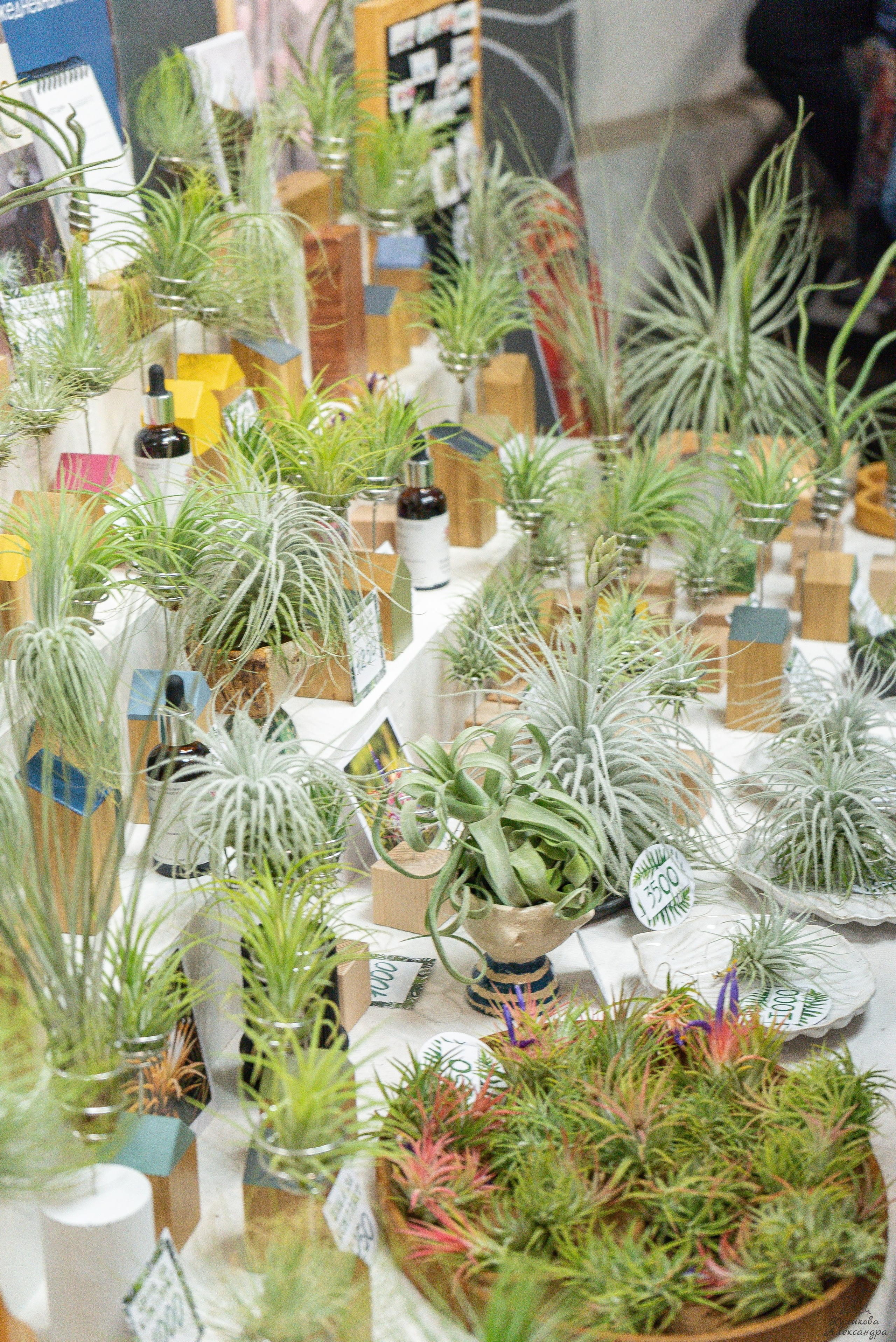 Гроубокс Артплей апрель. Александра Куликова фотограф, Москва