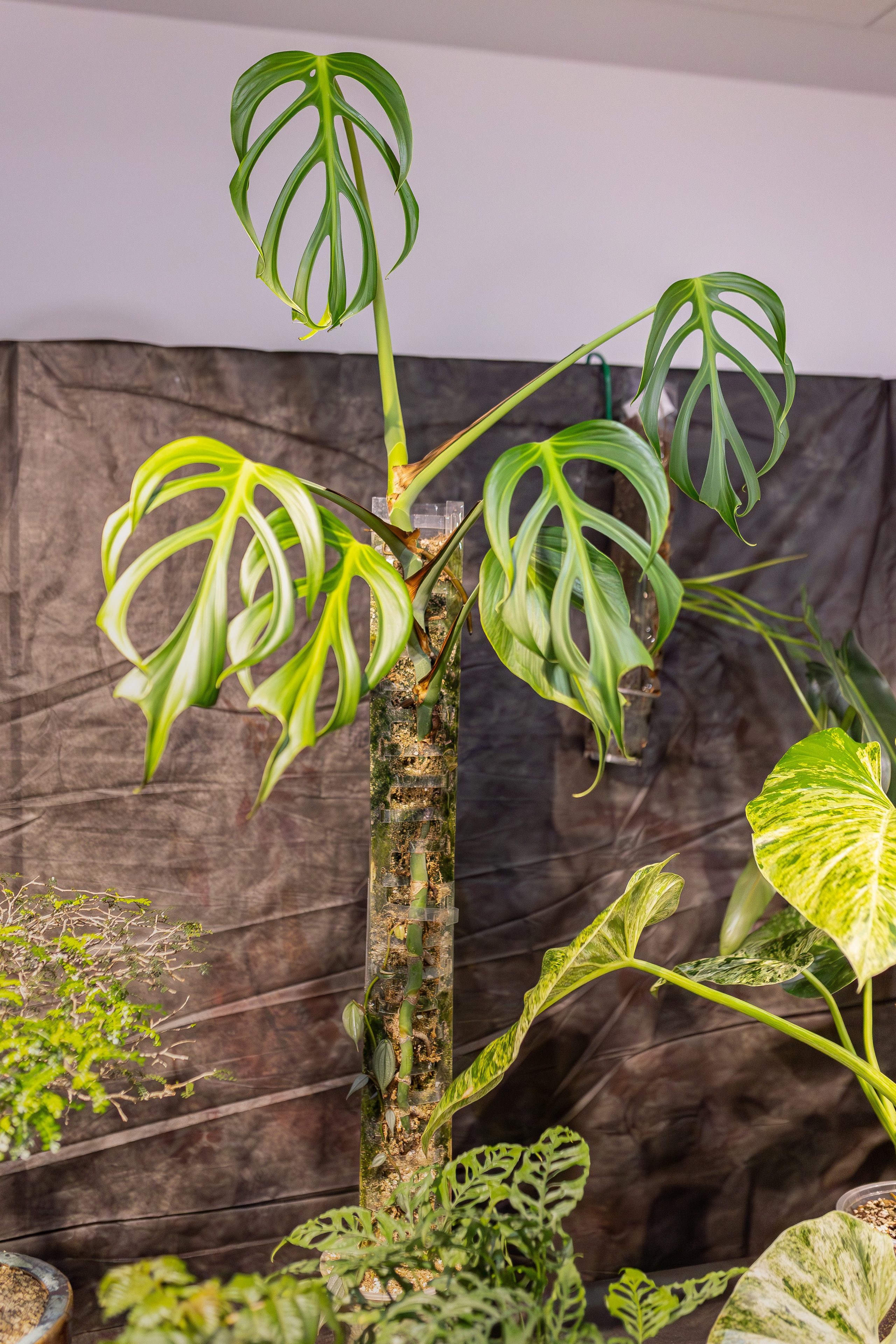 Монстериум апрель 2026. Александра Куликова фотограф, Москва