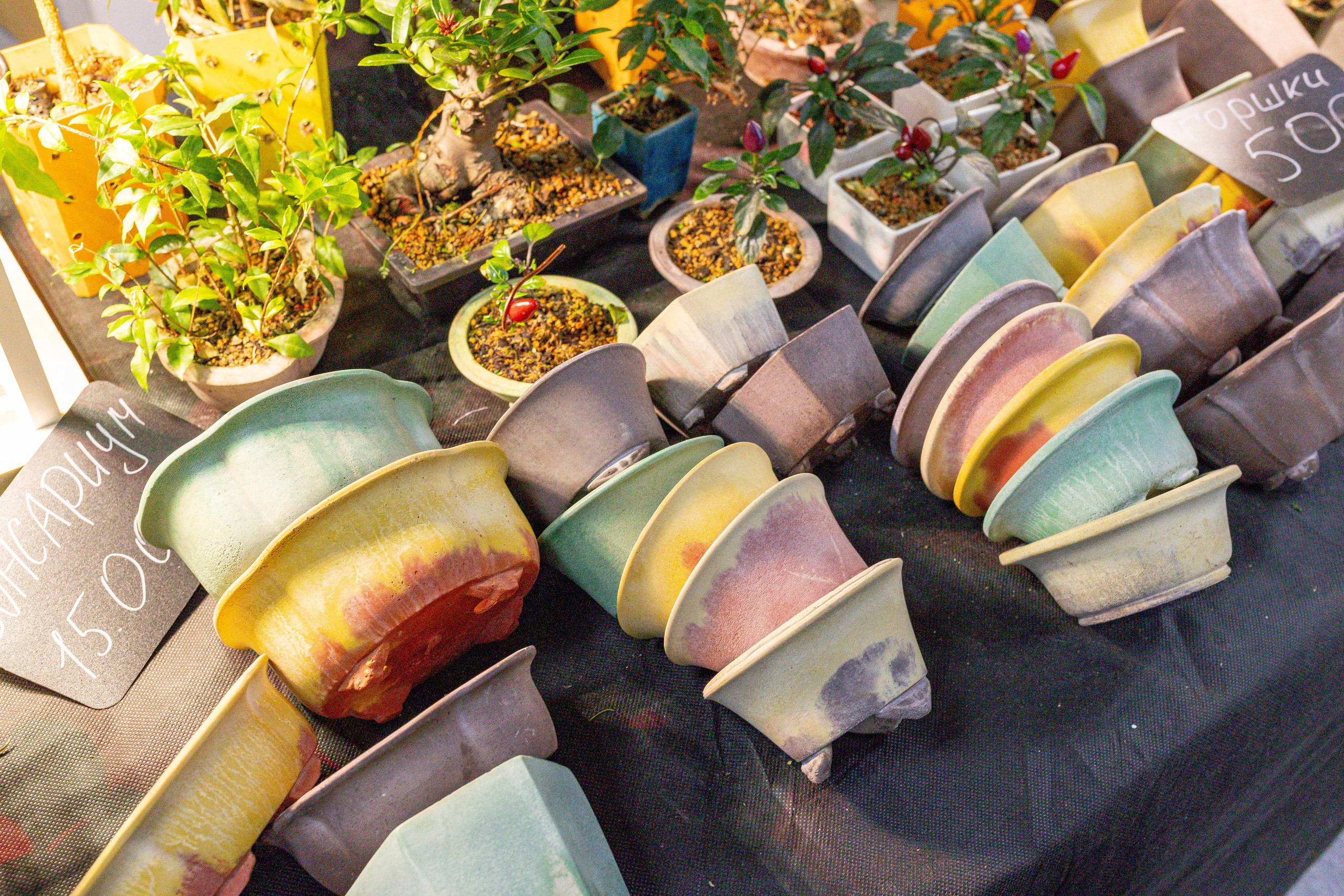 Орхидиум май 2025. Александра Куликова фотограф, Москва