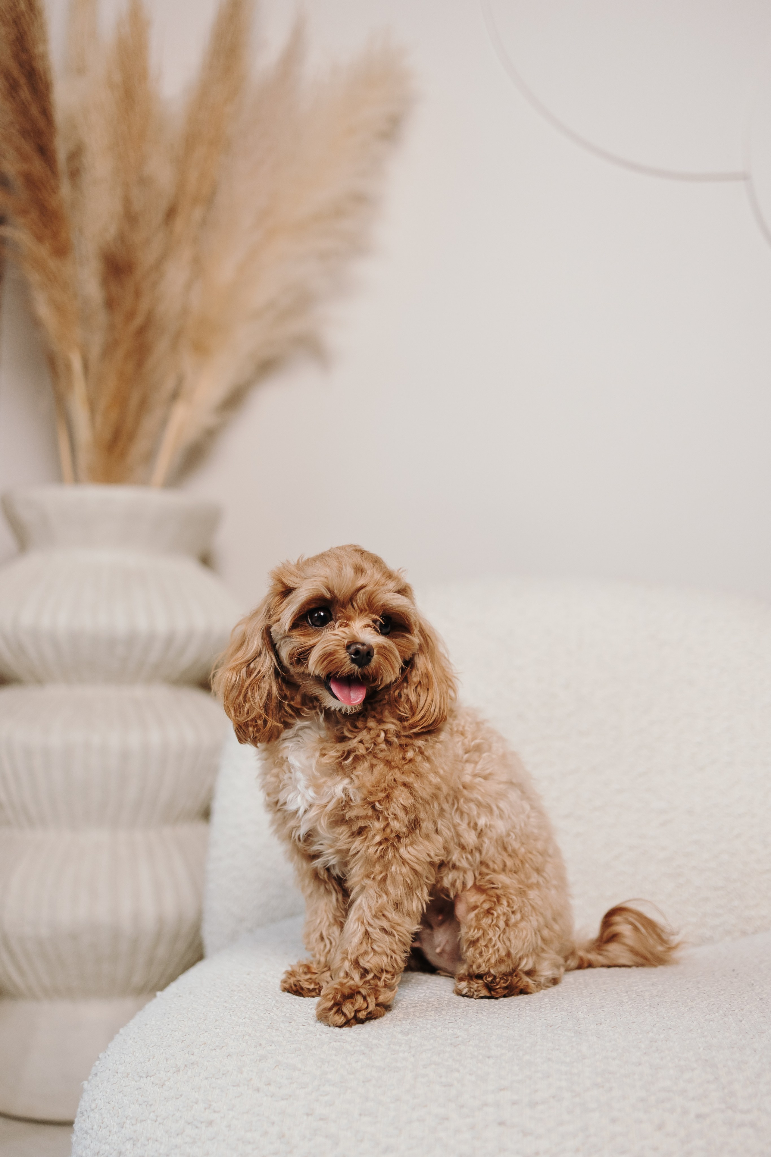 Груминг. Фотограф-анималист в Санкт-Петербурге Алина Яхонт