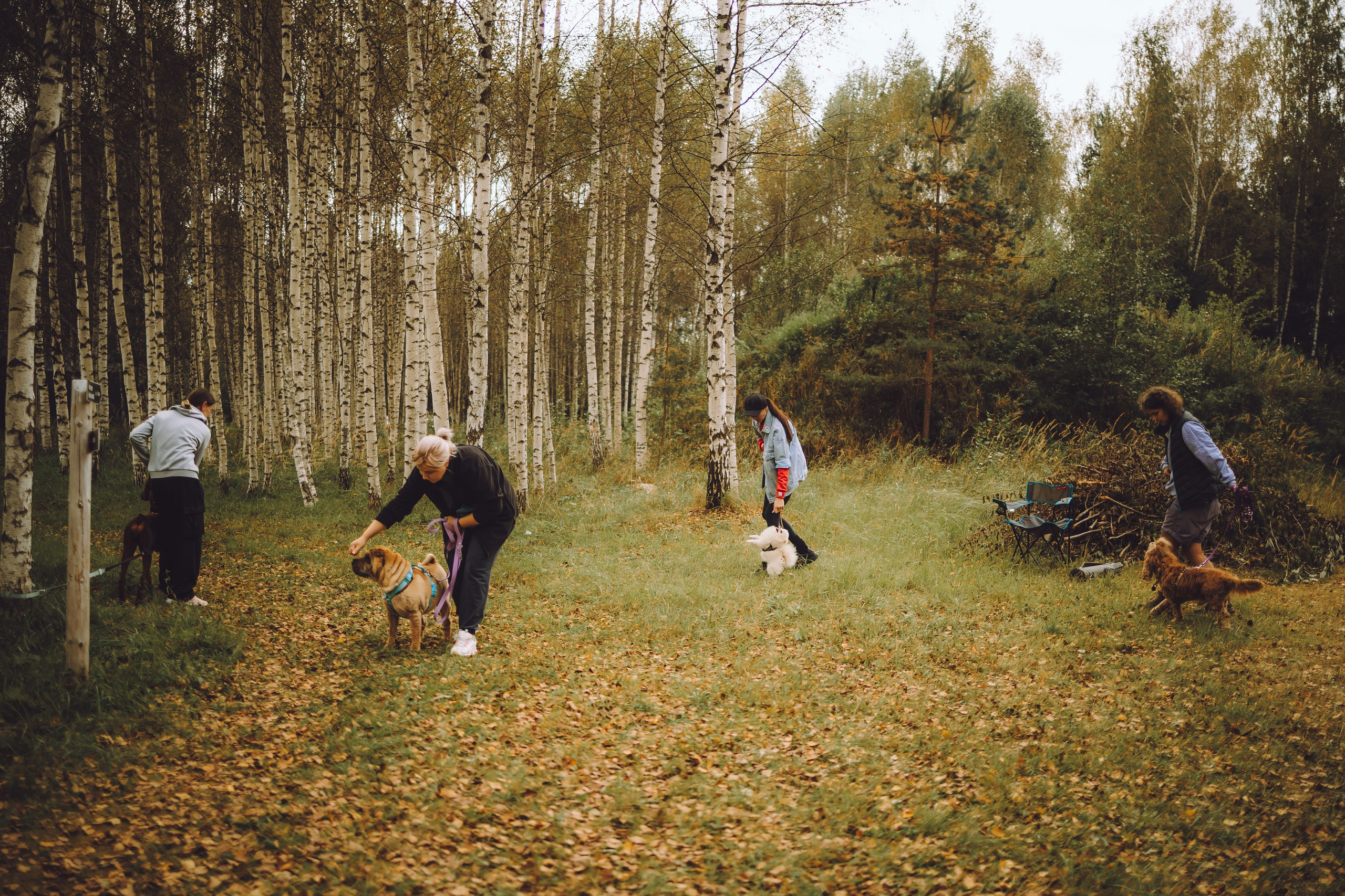 Выездной дог-тренинг от школы «Шерсть имею», Тованово