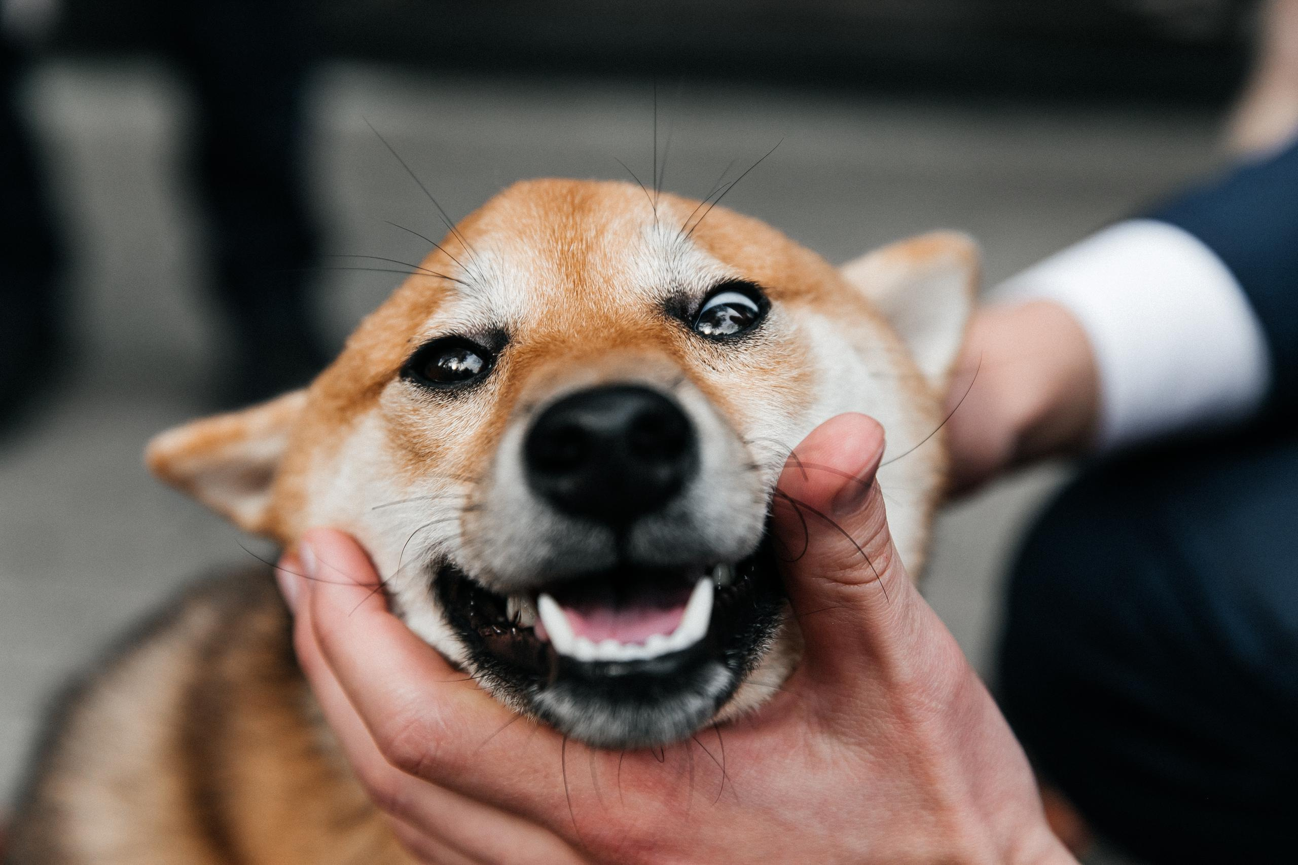 Константин и Дара. Вечеринка. Организация и координация свадебных и семейных торжеств